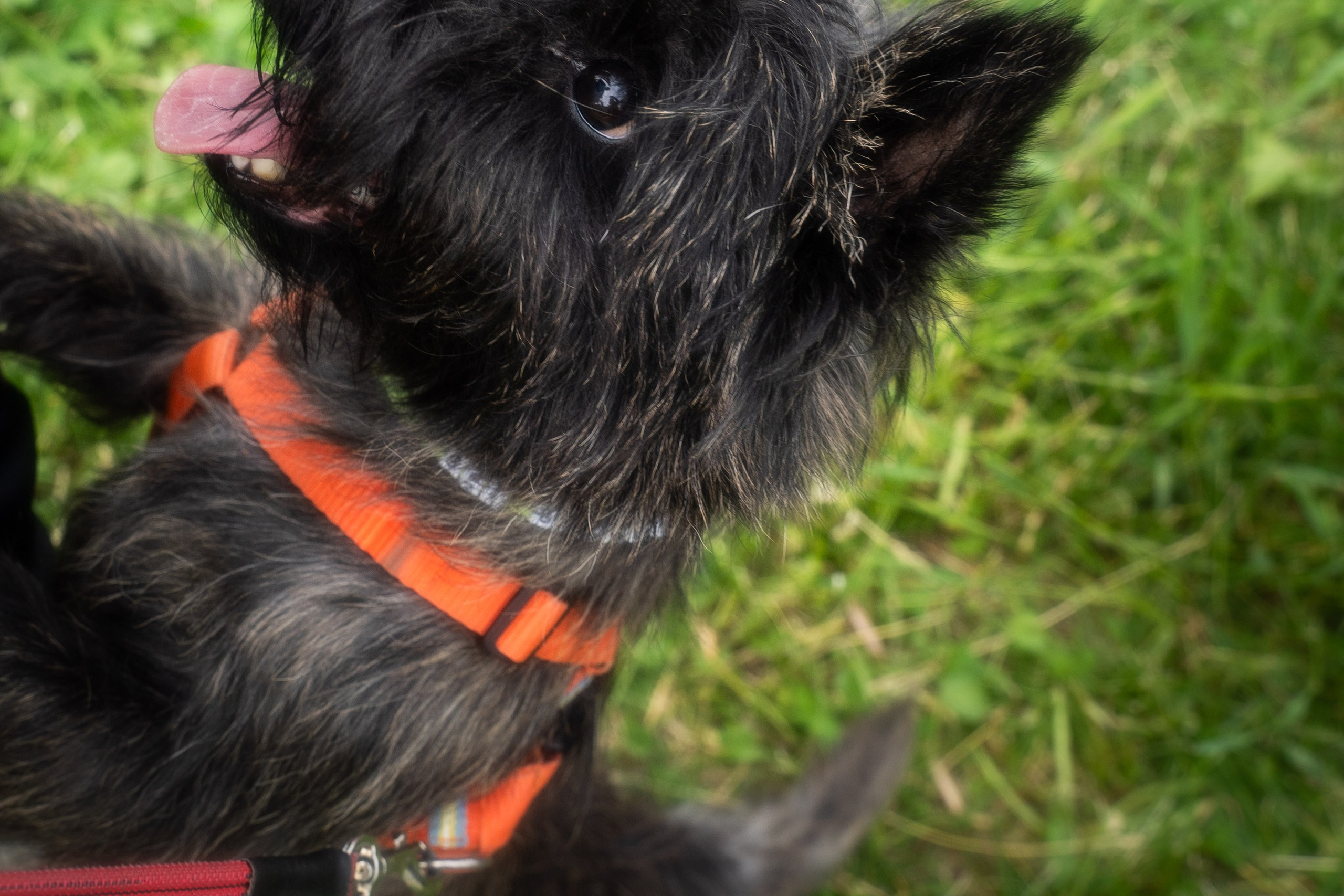 КАНИКРОССЫ. Ольга Паневина, фотограф, Санкт-Петербург