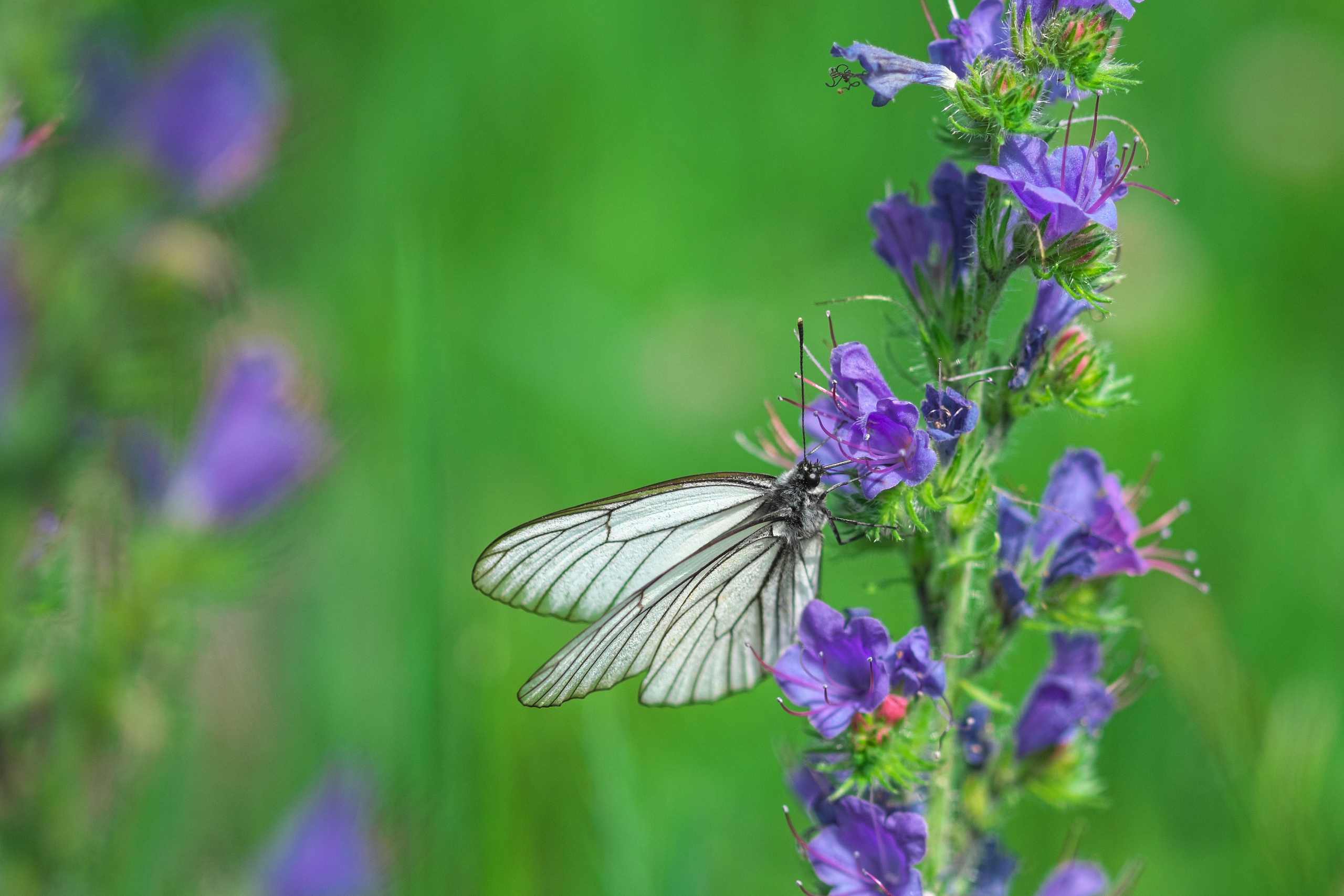 Блог. Антон Великий