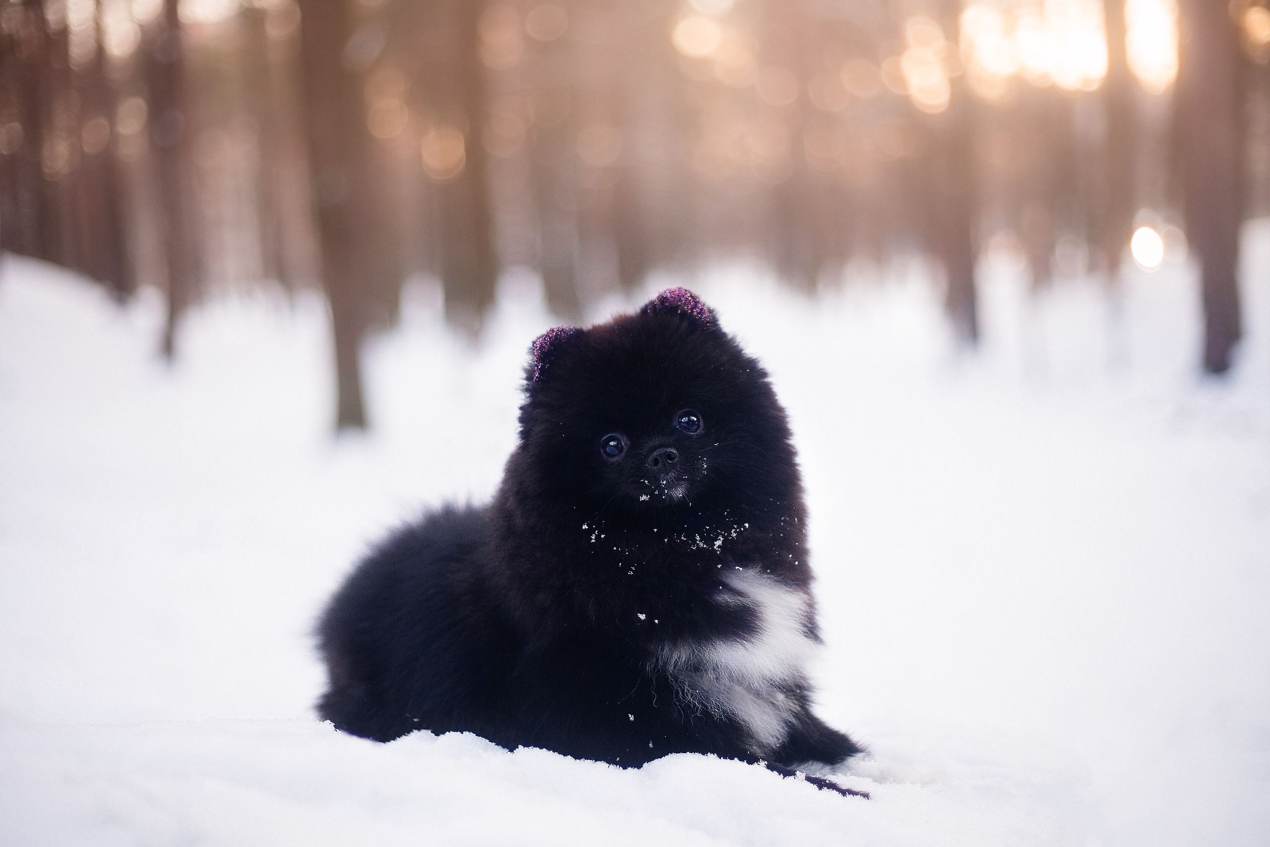 Шпиц Моника