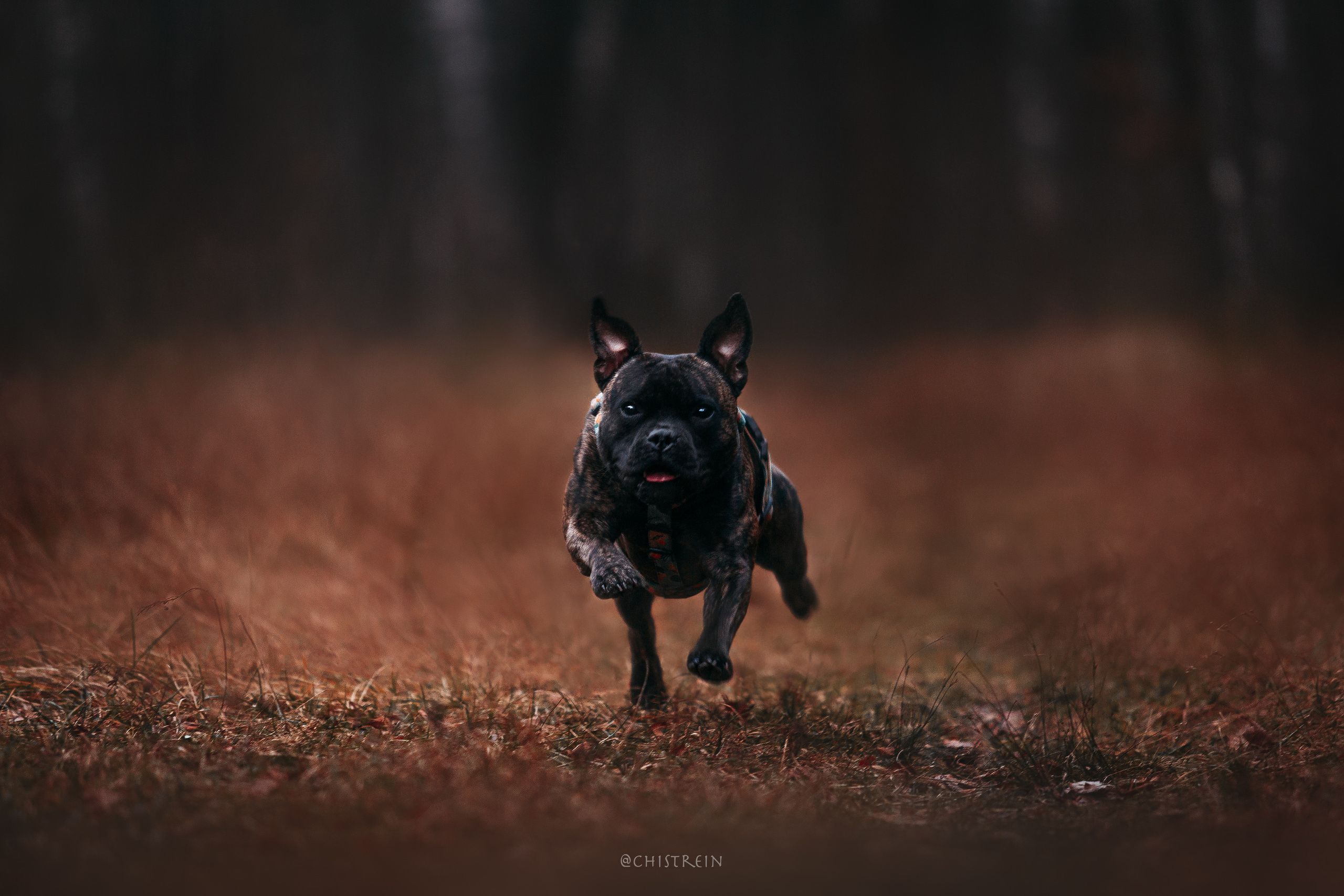 Стаффбуль Рубина