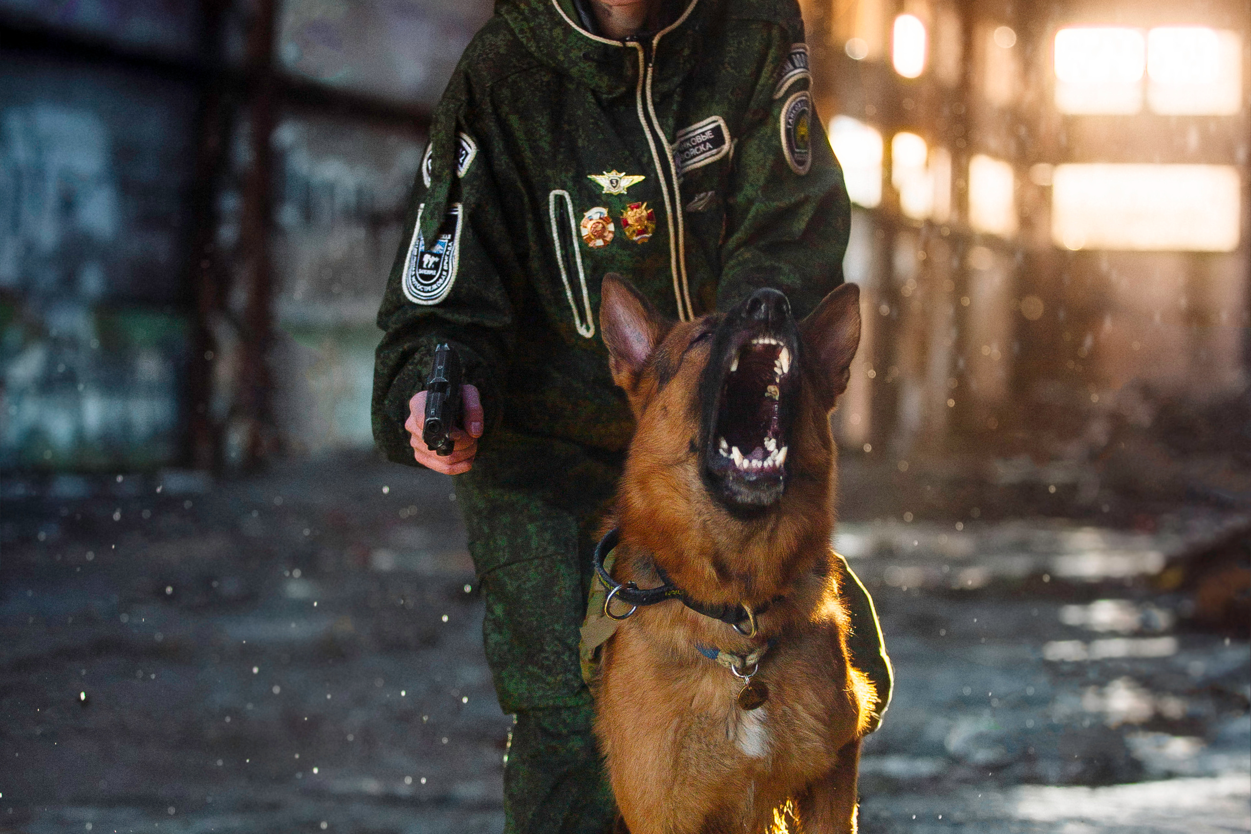 Боевая овчарка Рейн