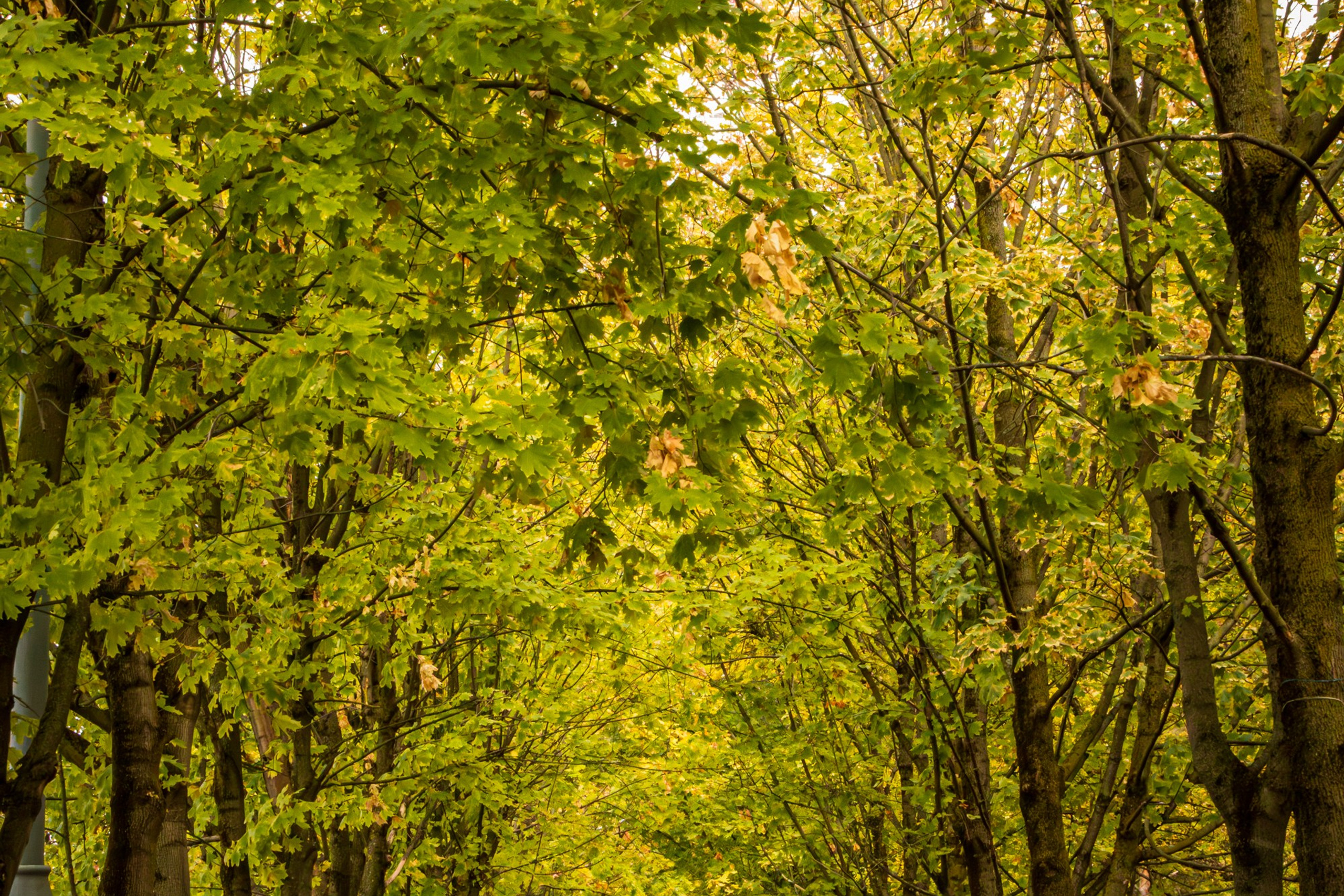 Пейзажное Фото. Https://lisenkofotograf.ru