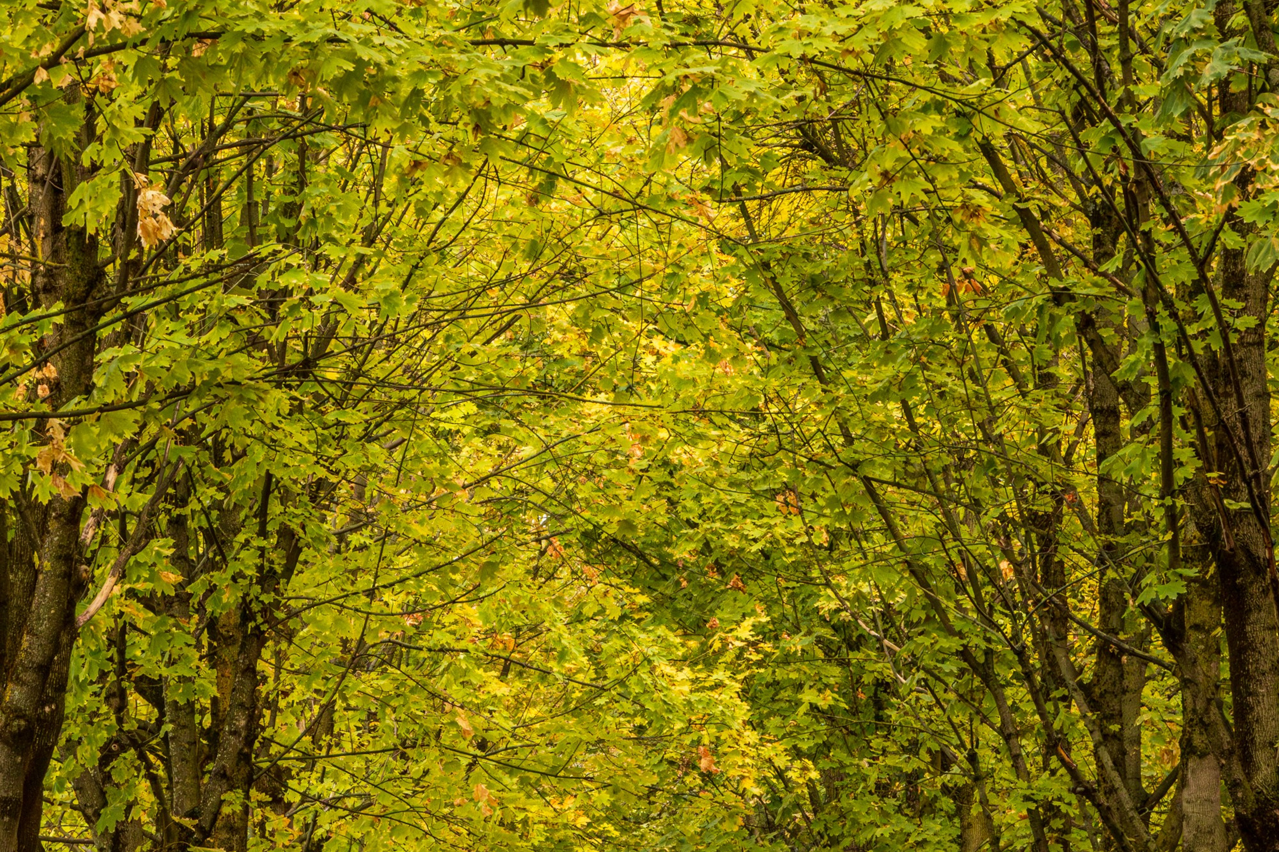 Пейзажное Фото. Https://lisenkofotograf.ru