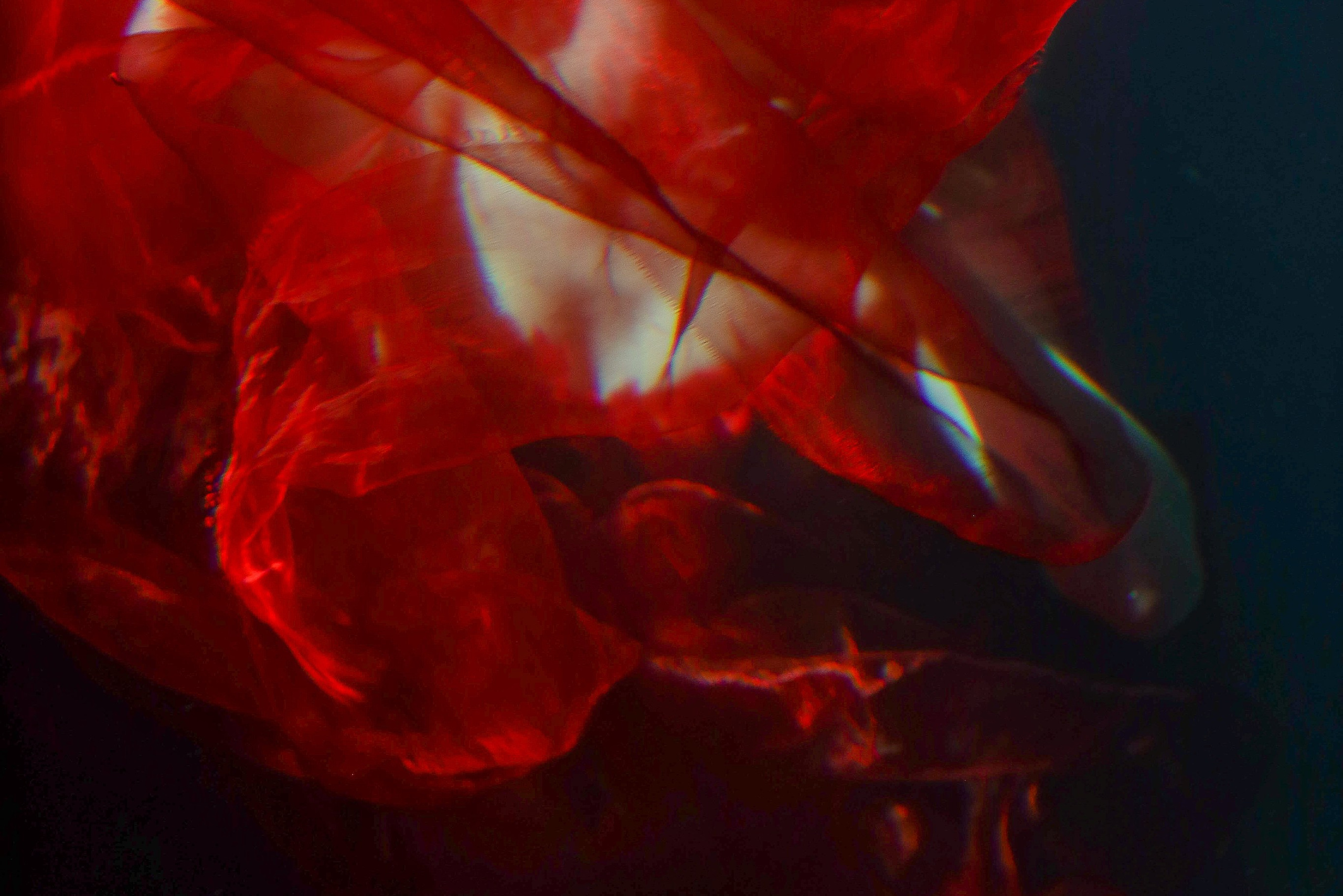 Аквасъемка. Https://lisenkofotograf.ru