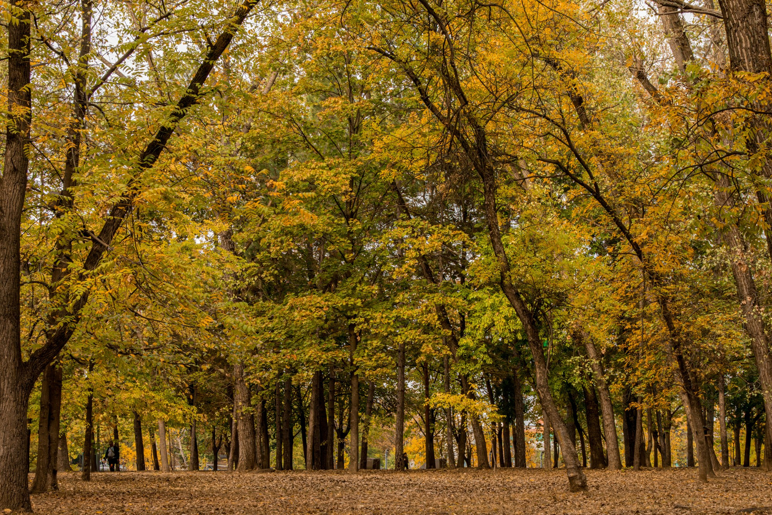 Пейзажное Фото. Https://lisenkofotograf.ru