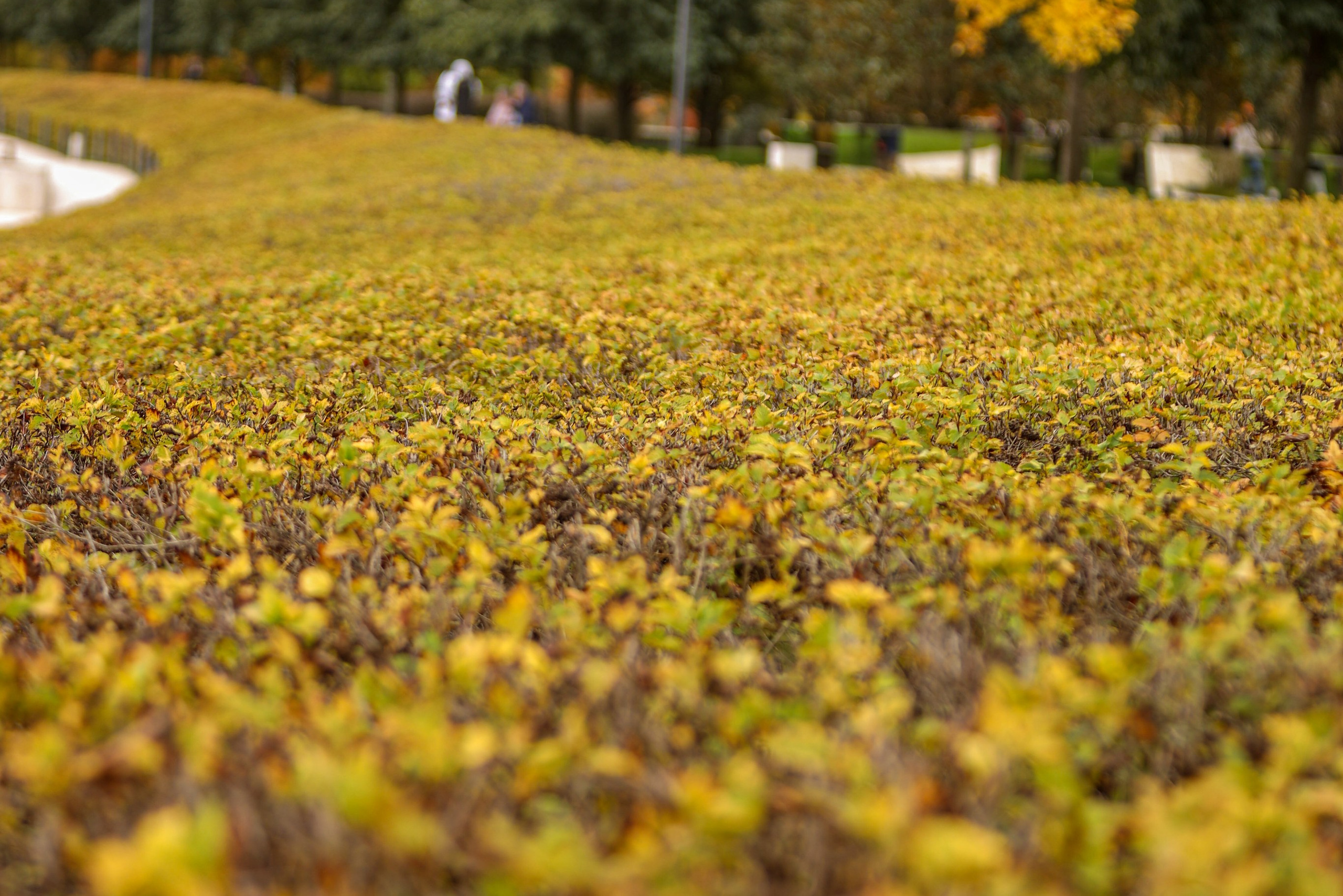 Пейзажное Фото. Https://lisenkofotograf.ru