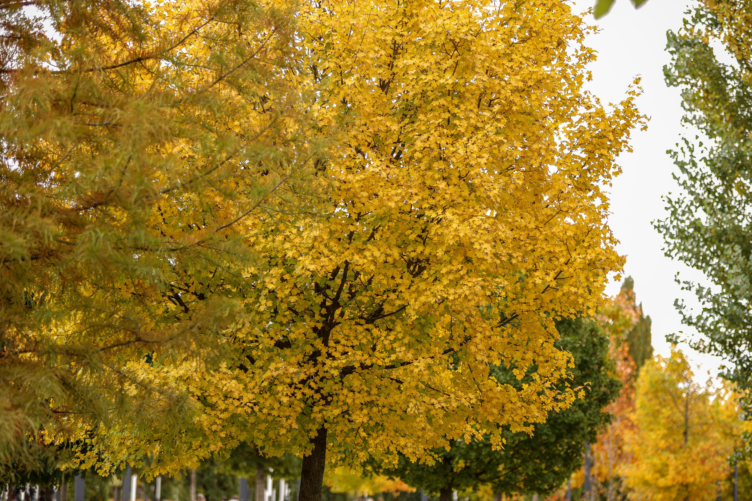 Пейзажное Фото. Https://lisenkofotograf.ru