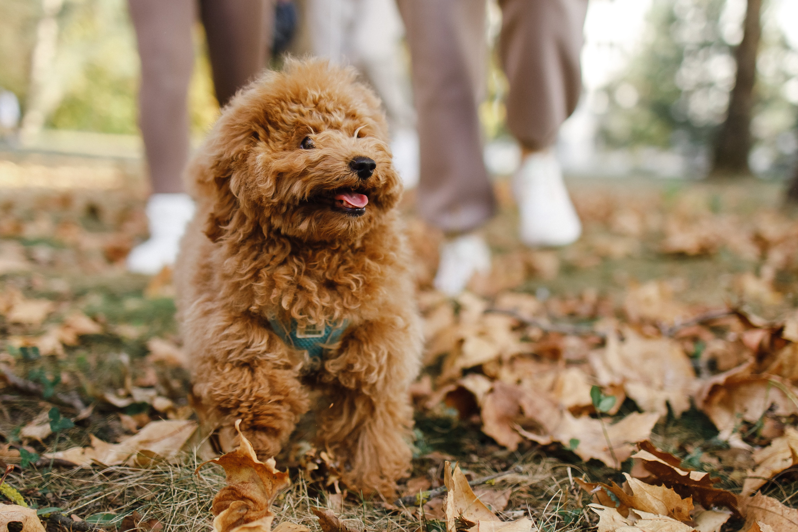 Аня, Рома, Маша