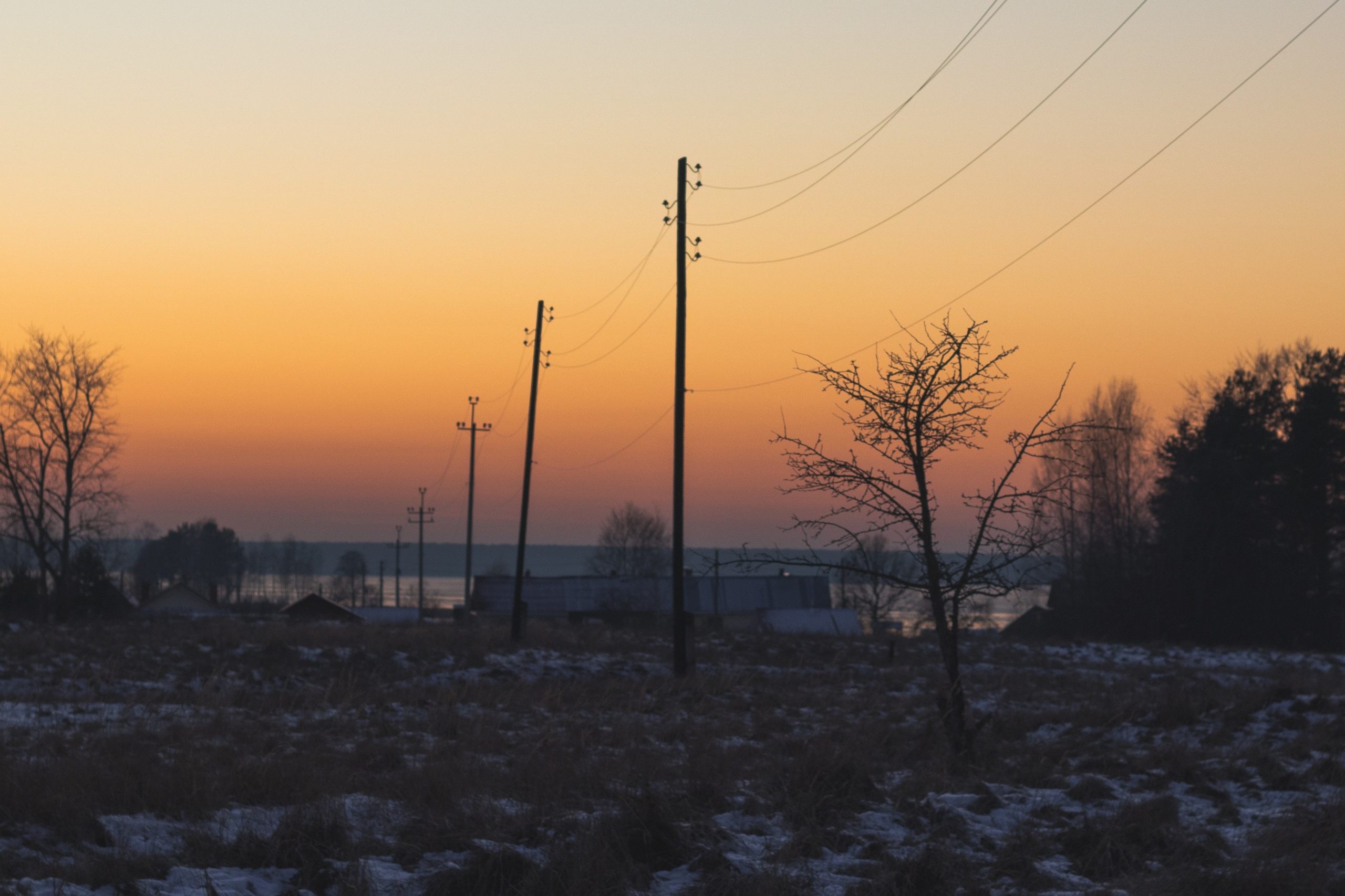 January in the Garden – Winter Silence and Fragile Nature Captured in Photos