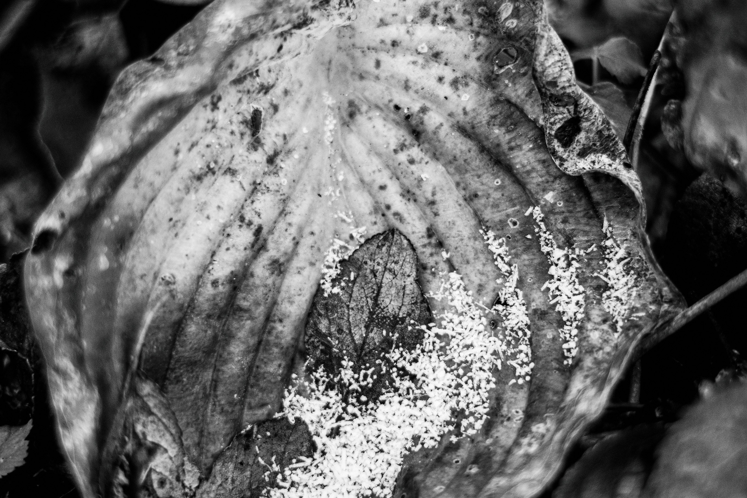 January in the Garden – Winter Silence and Fragile Nature Captured in Photos