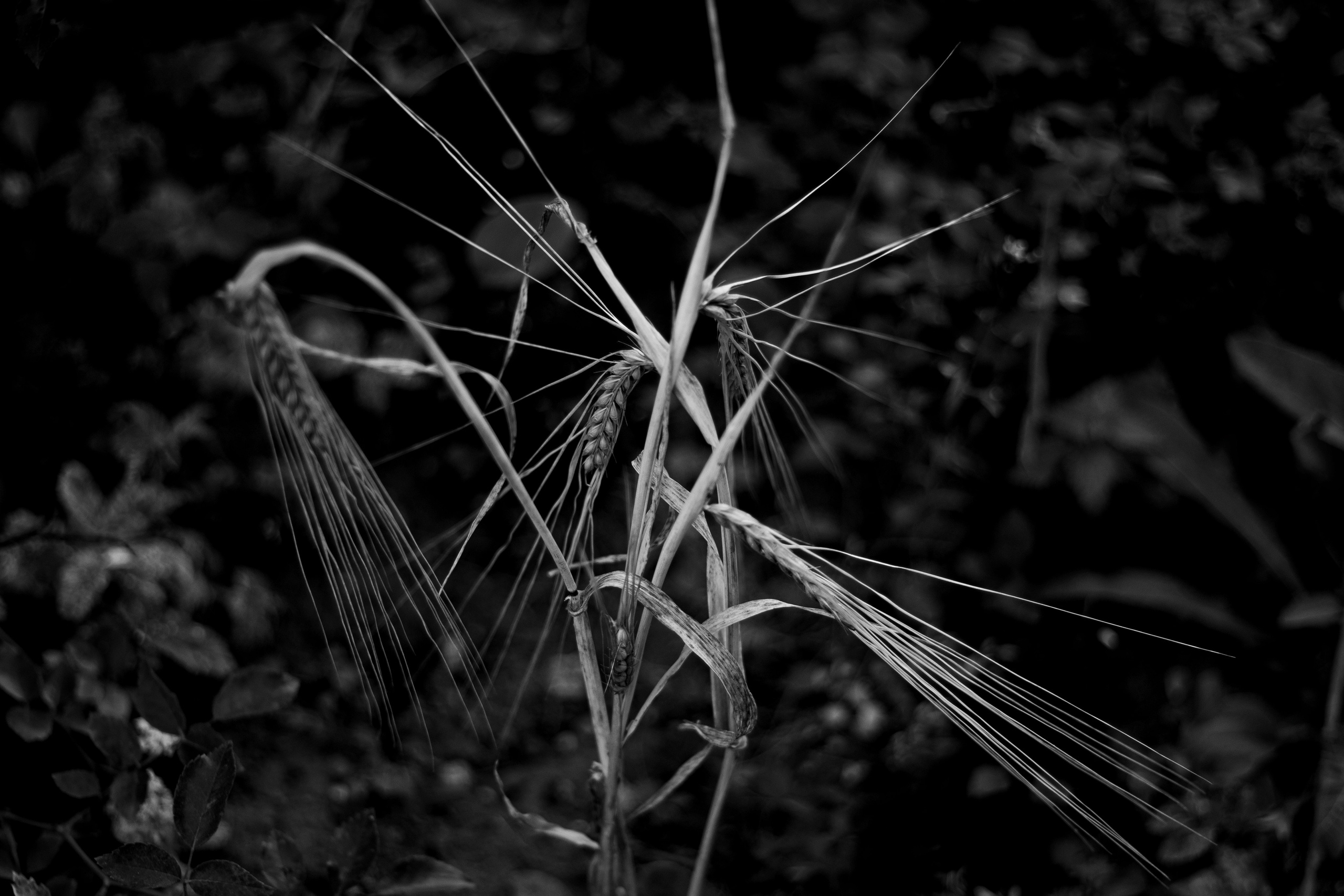 January in the Garden – Winter Silence and Fragile Nature Captured in Photos