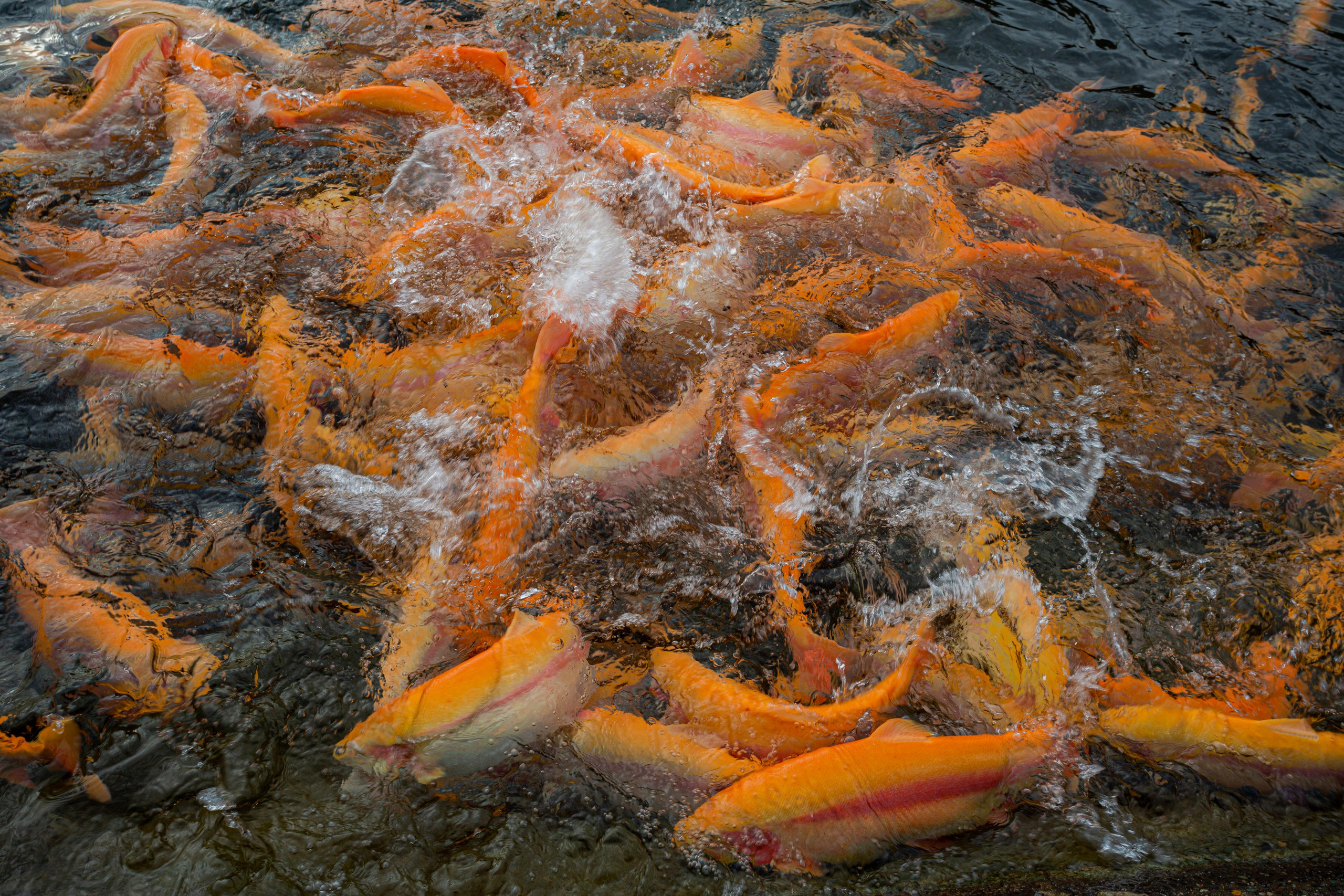 Форелевое хозяйство в Адлере