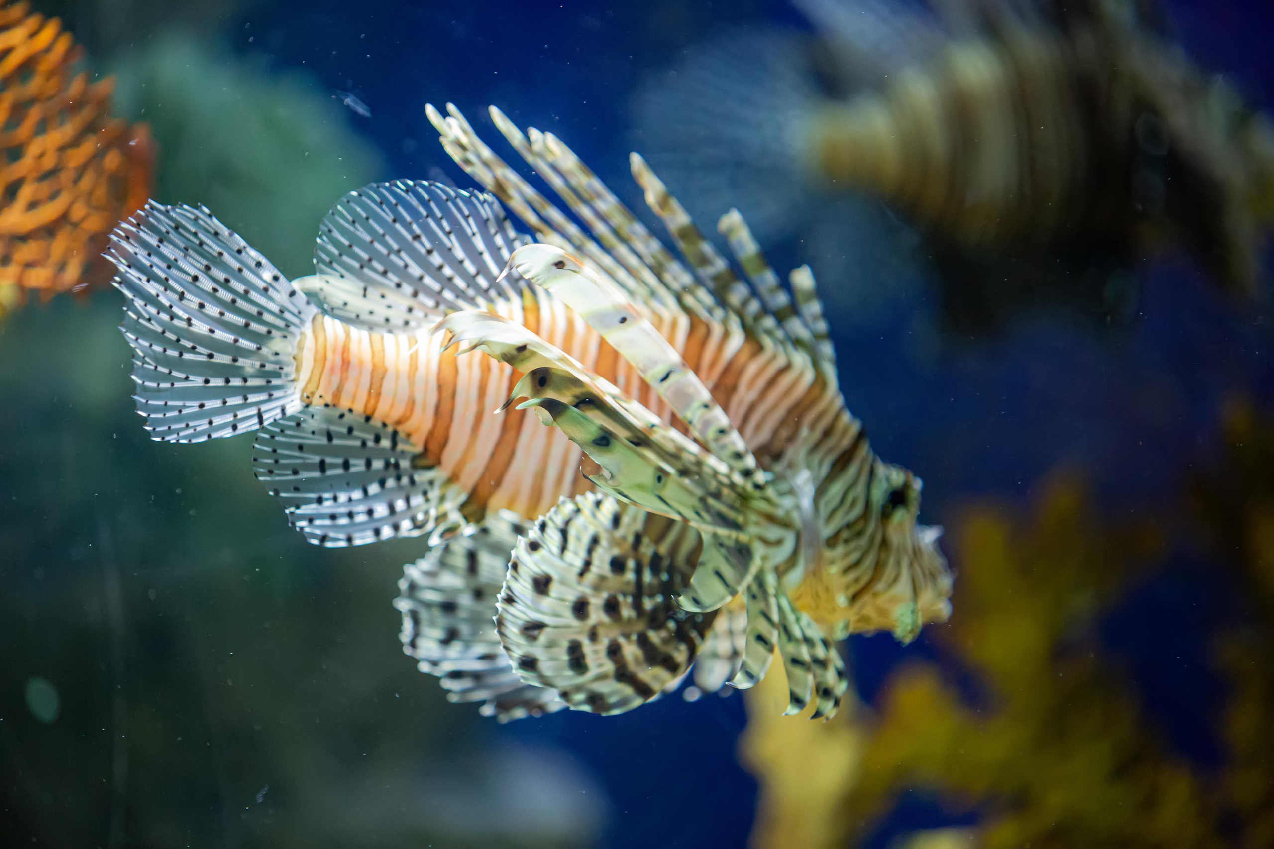 Сочинский Аквариум