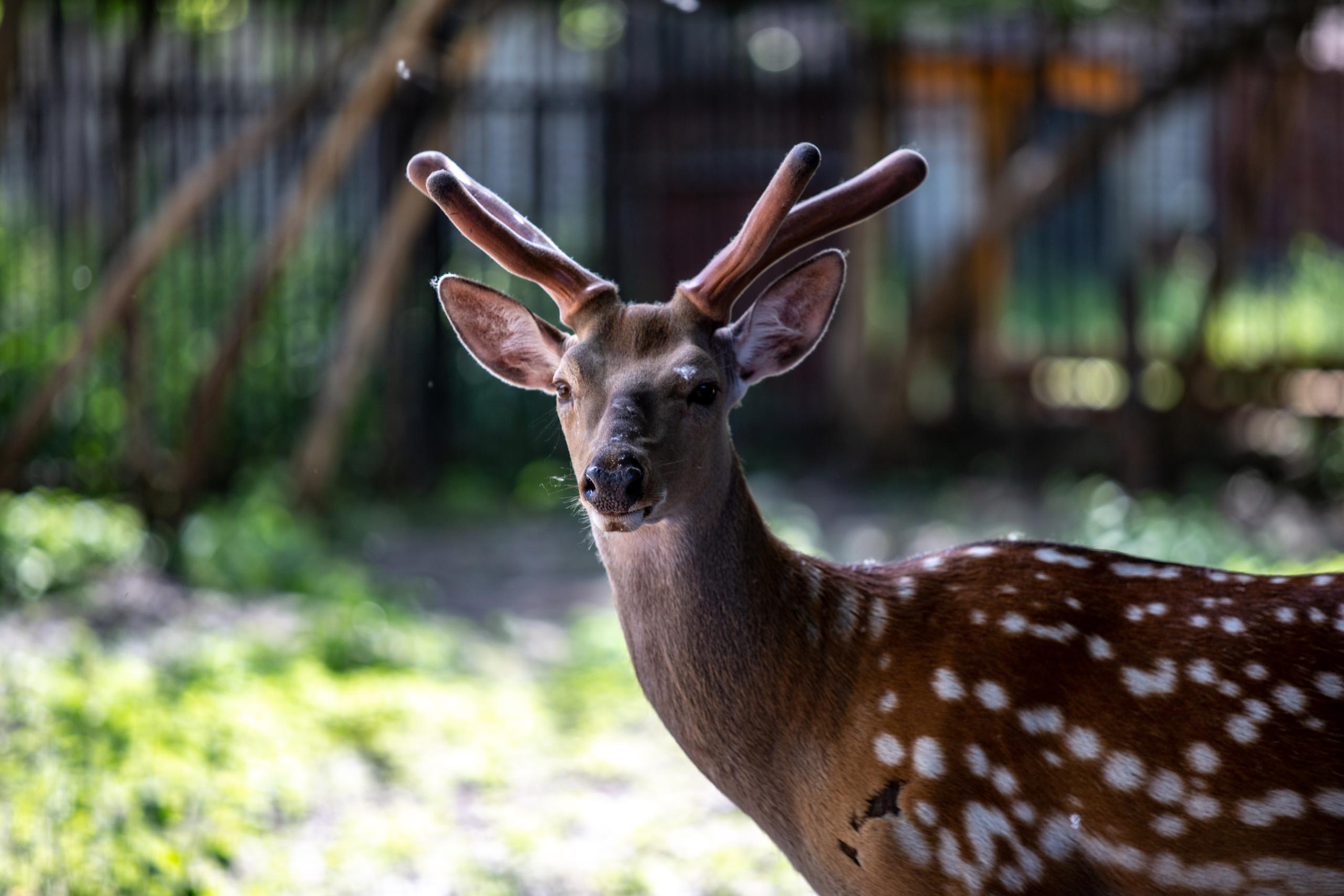 Зооботанический сад