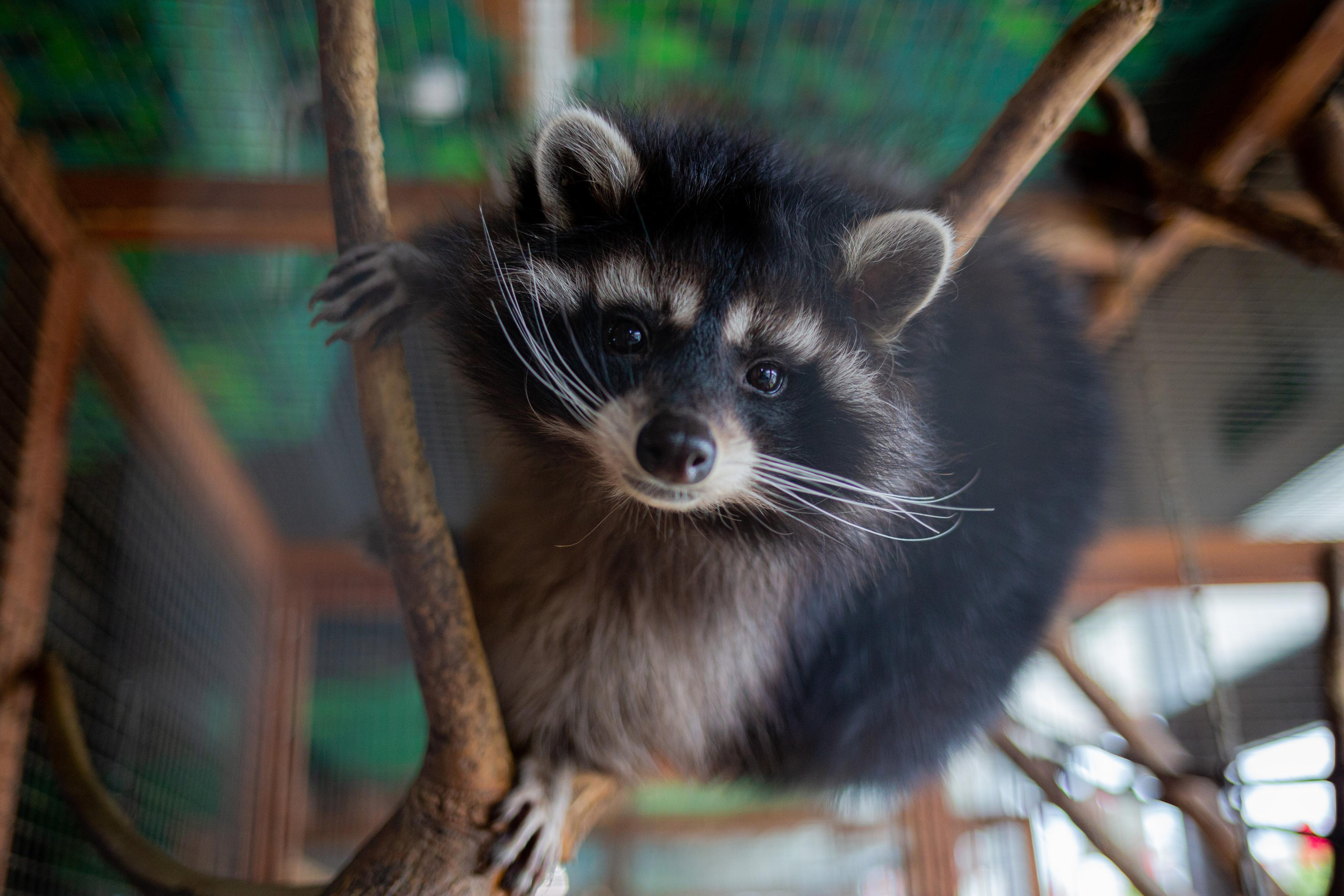 Трогательный Зоопарк