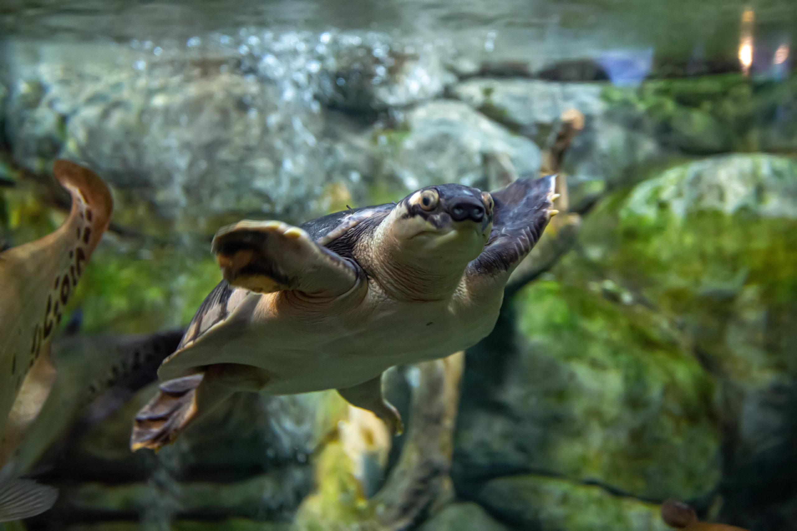 Океанариум «Sochi Discovery World Aquarium»