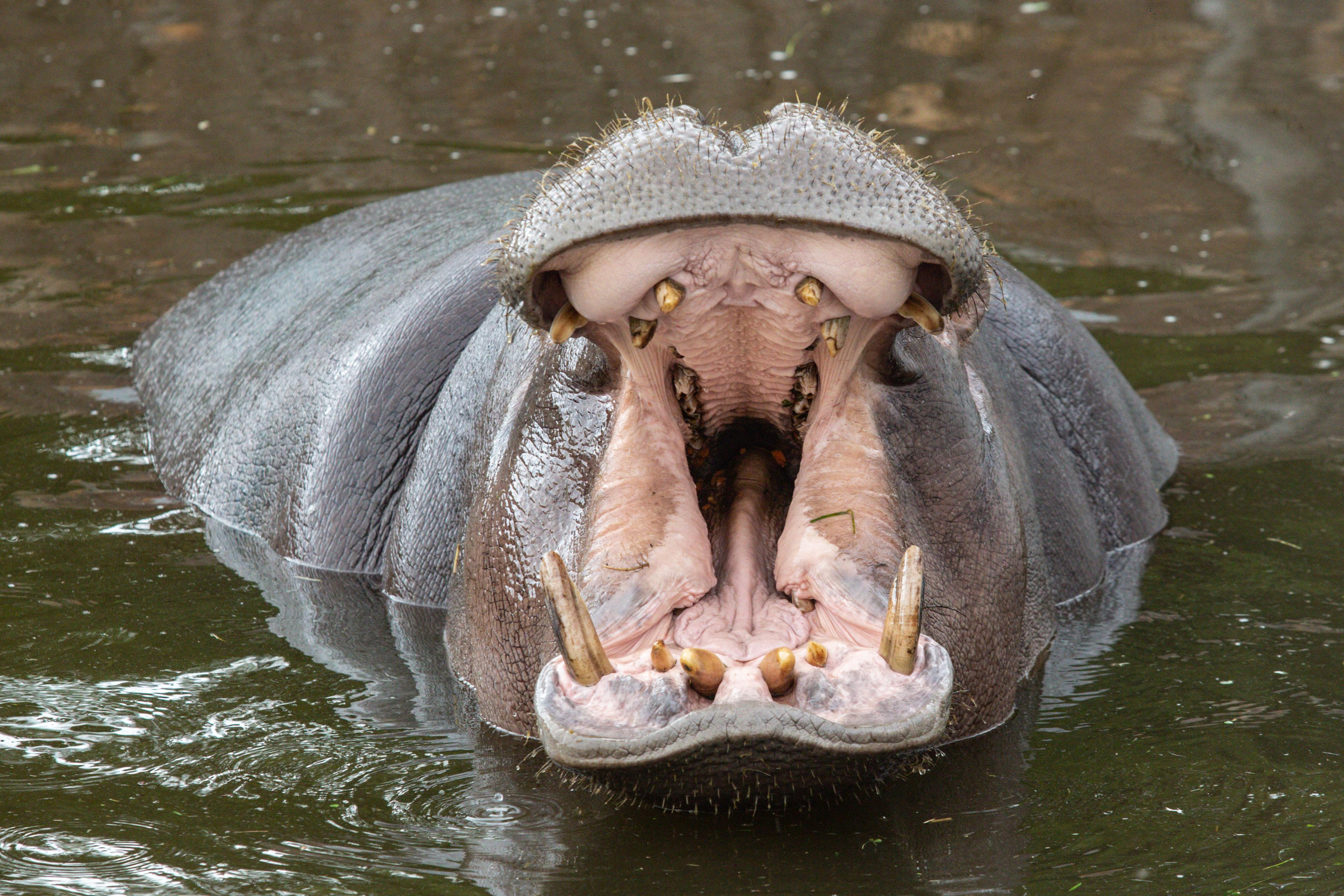 Калининградский зоопарк