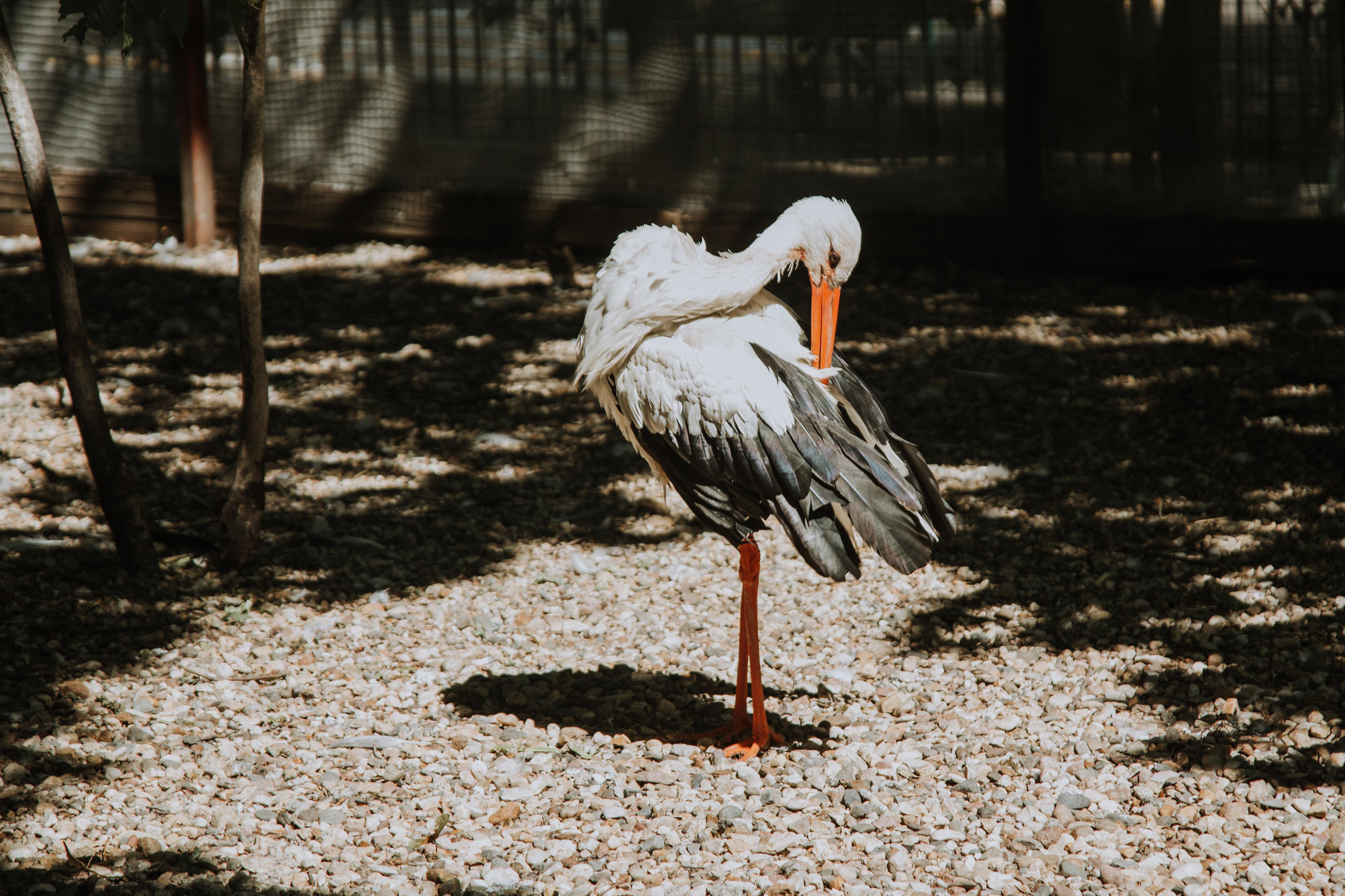 Соколиный двор