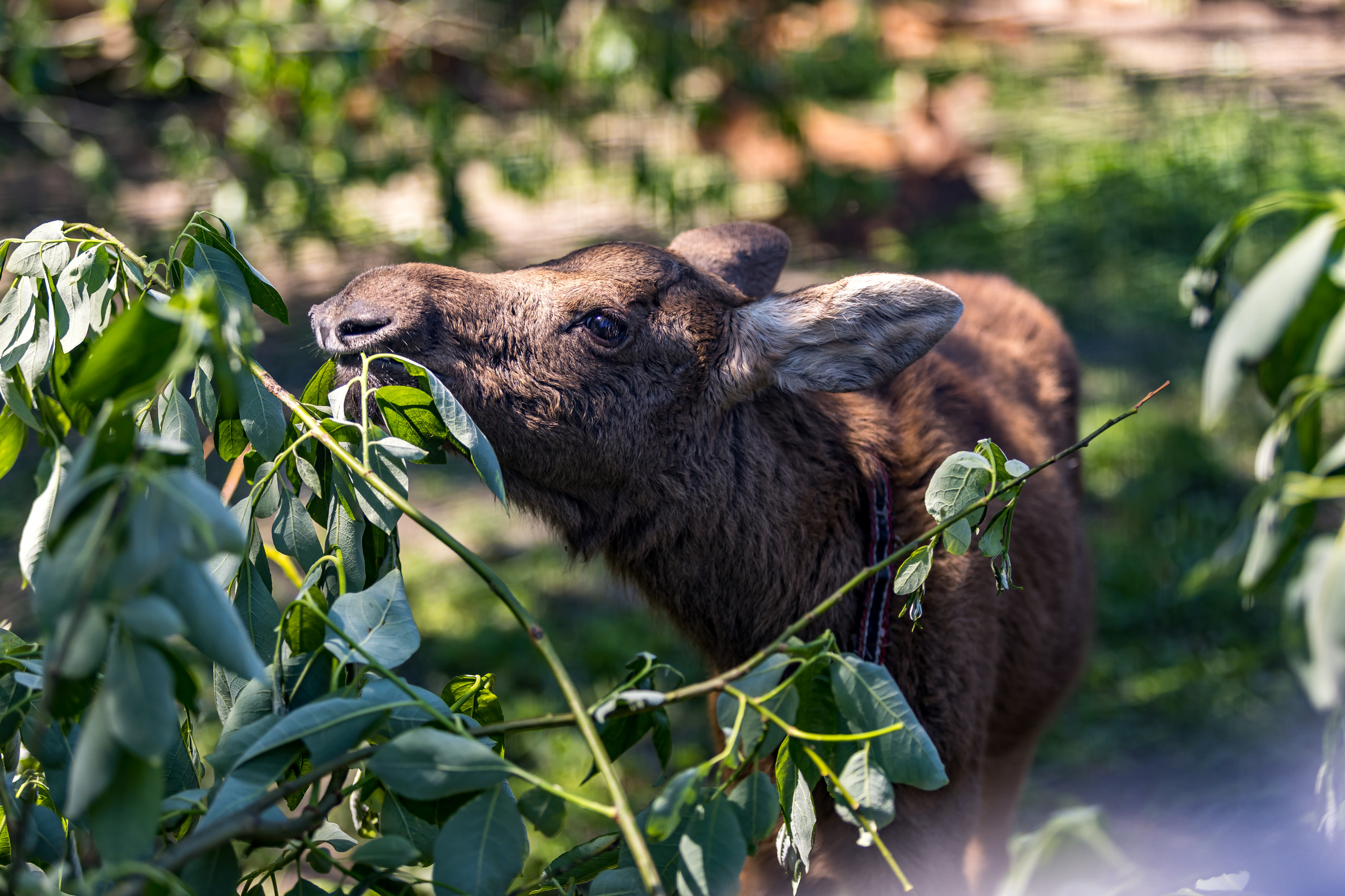 Сумароковская лосиная ферма