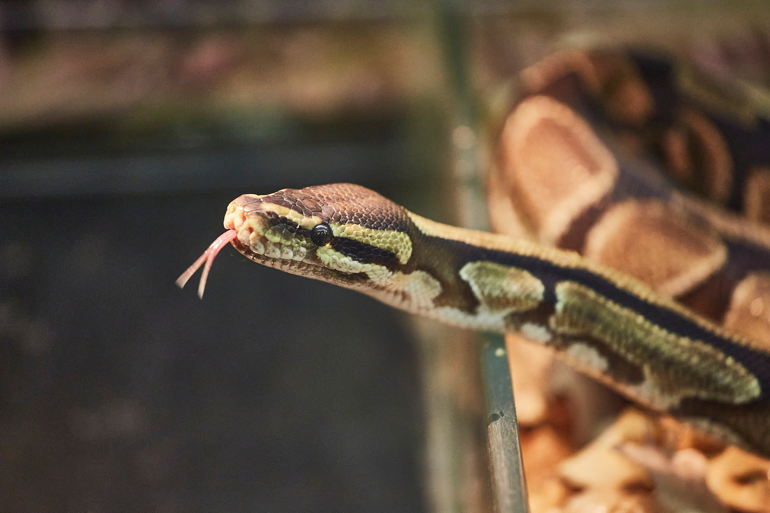 Екатеринбургский зоопарк