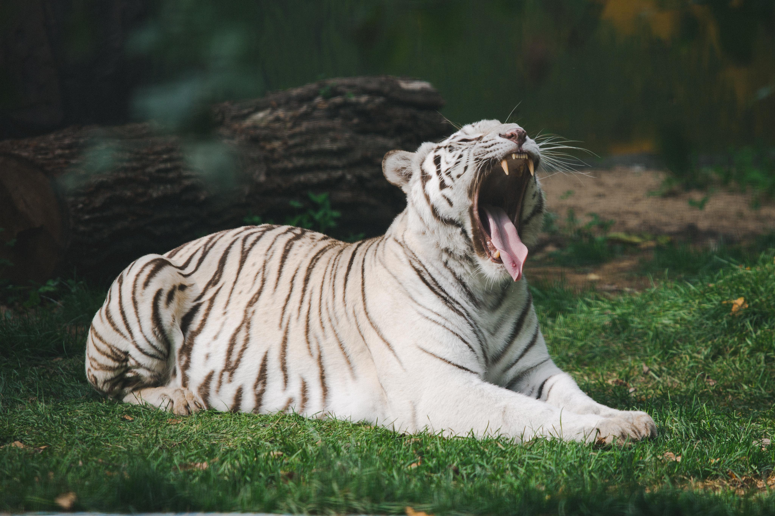 Зоопарк Лимпопо