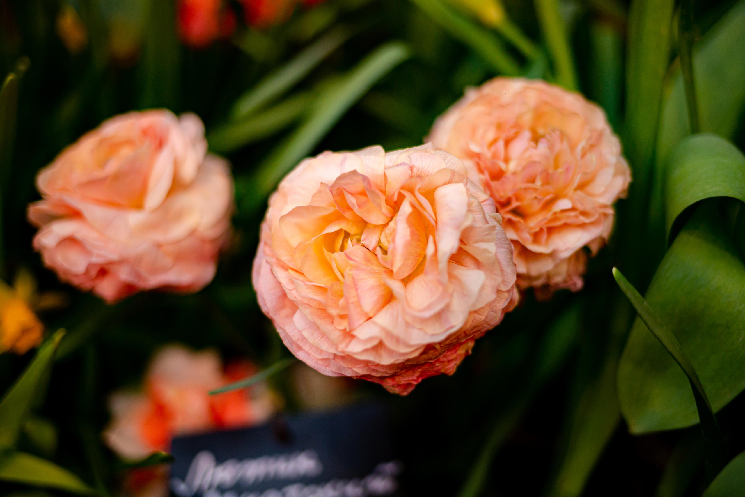 Выставка «Репетиция весны»