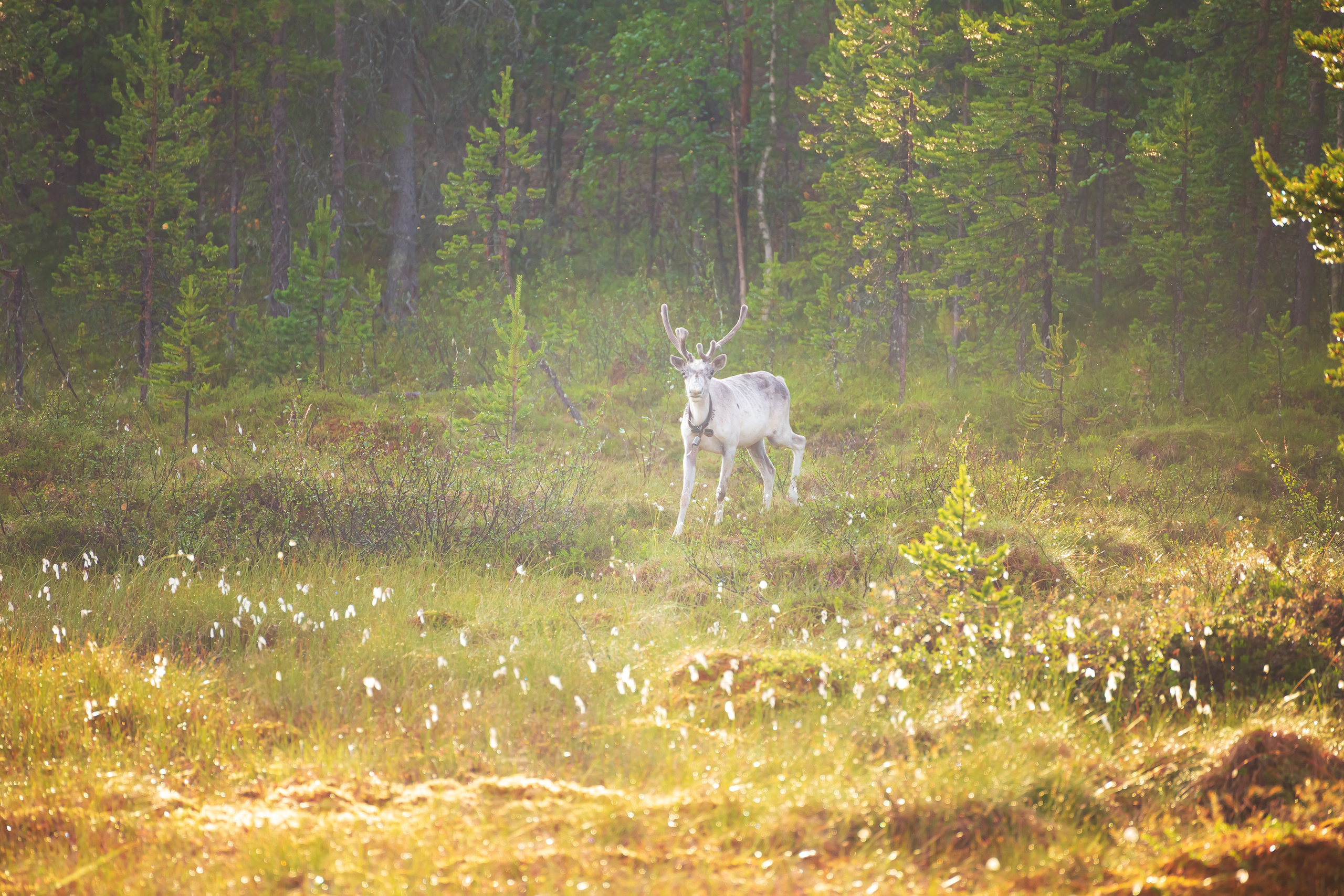 Кольский полуостров