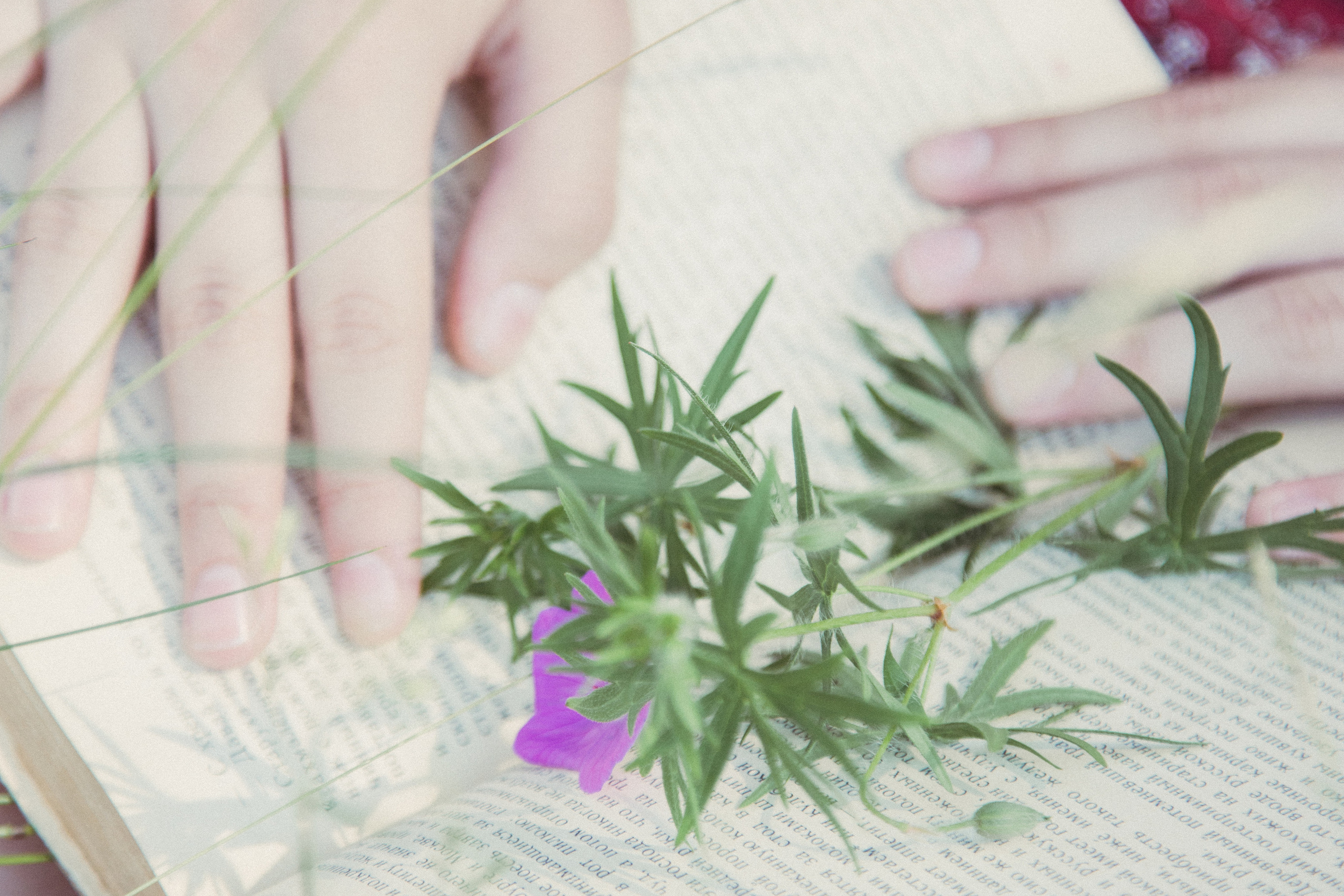 Папараць кветка