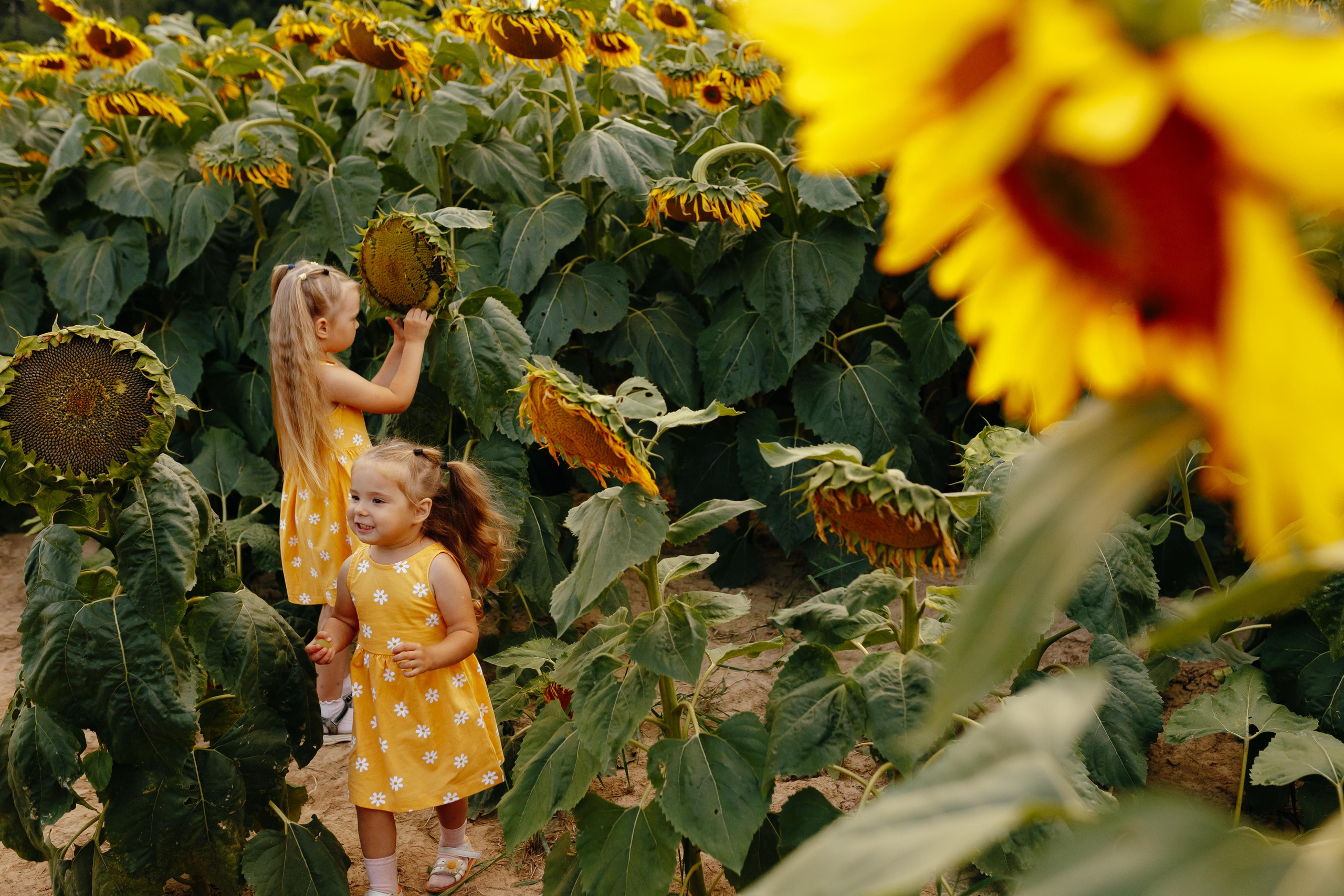 Подсолнухи