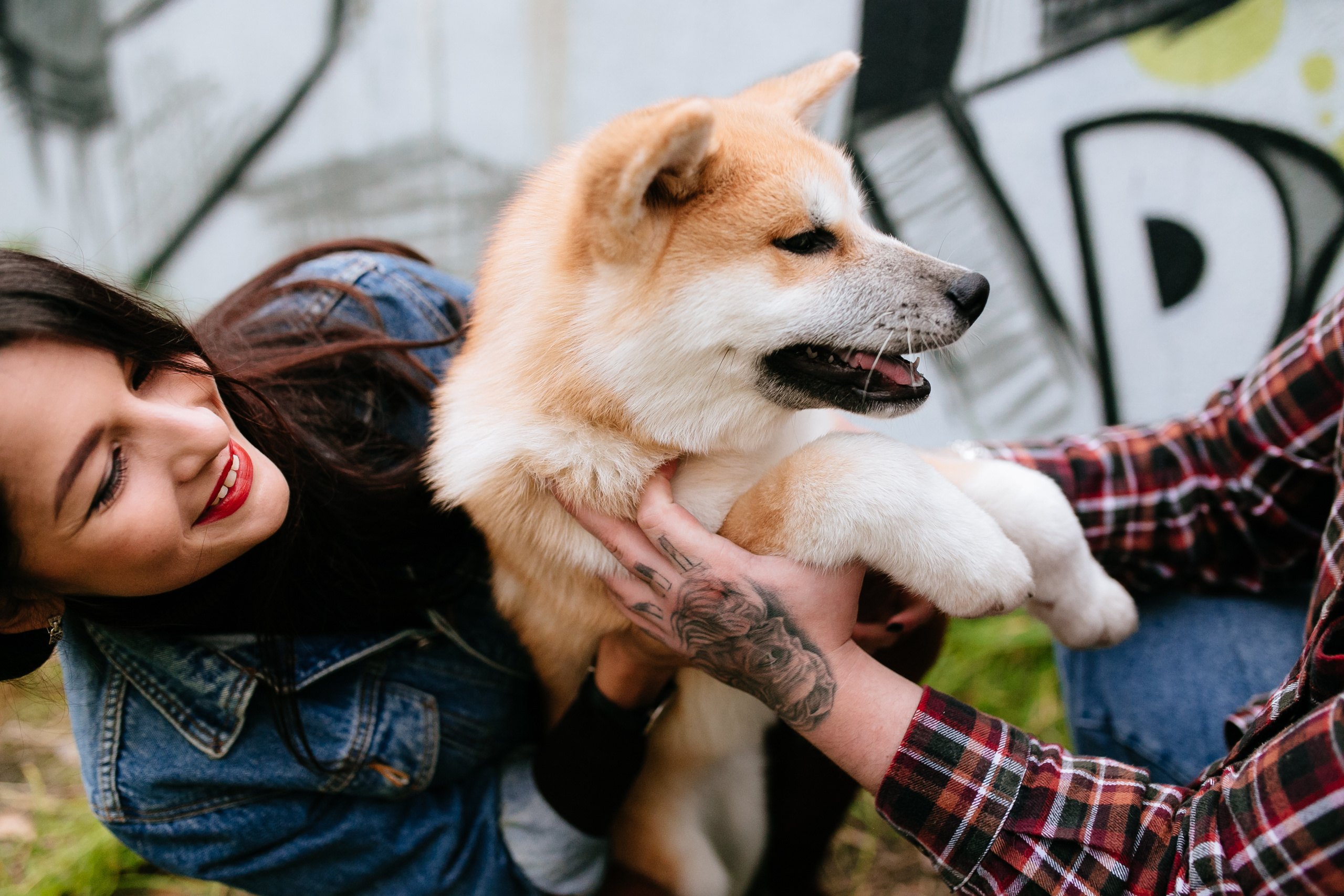 Четыре лапы и пушистый хвост