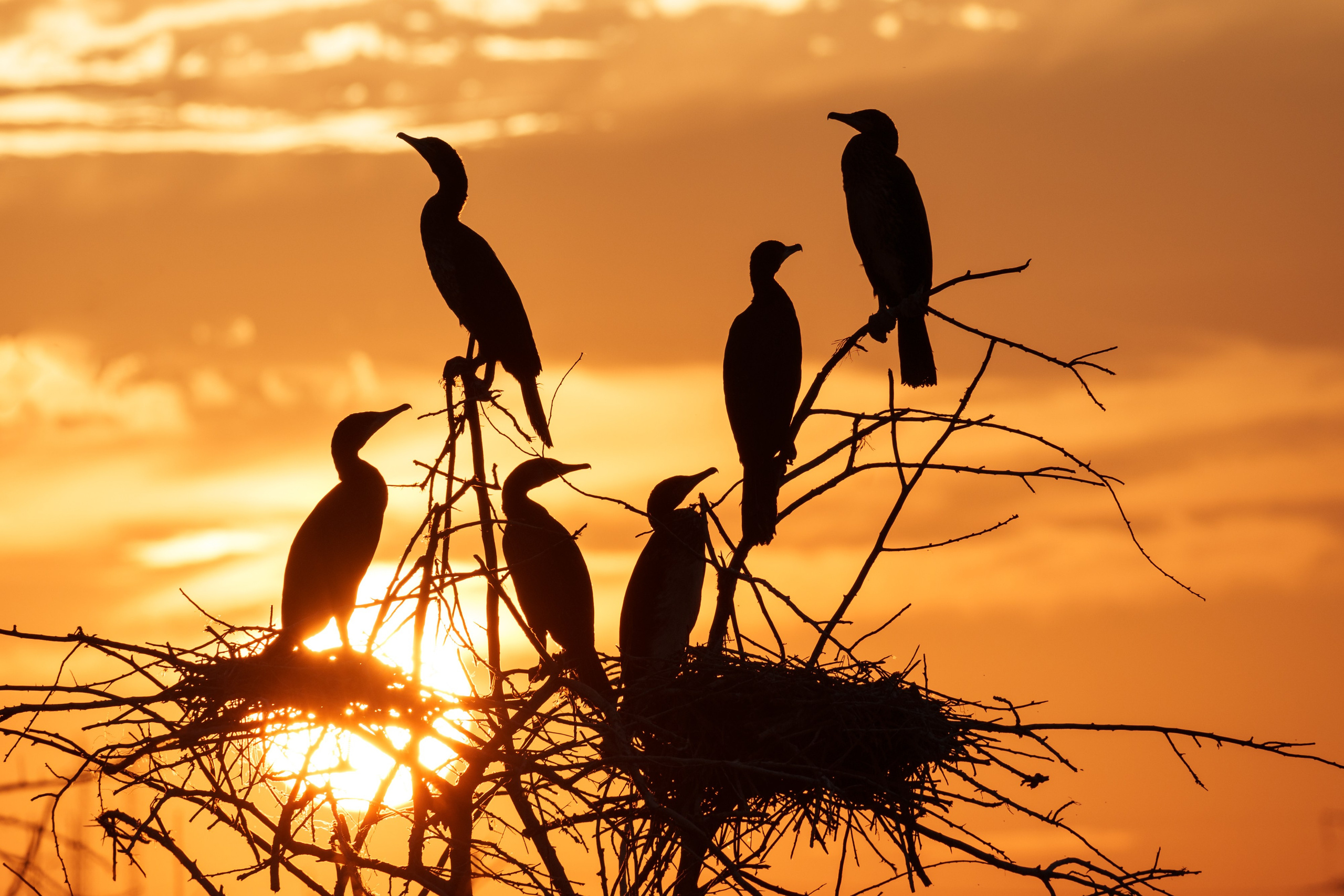 Животные и птицы