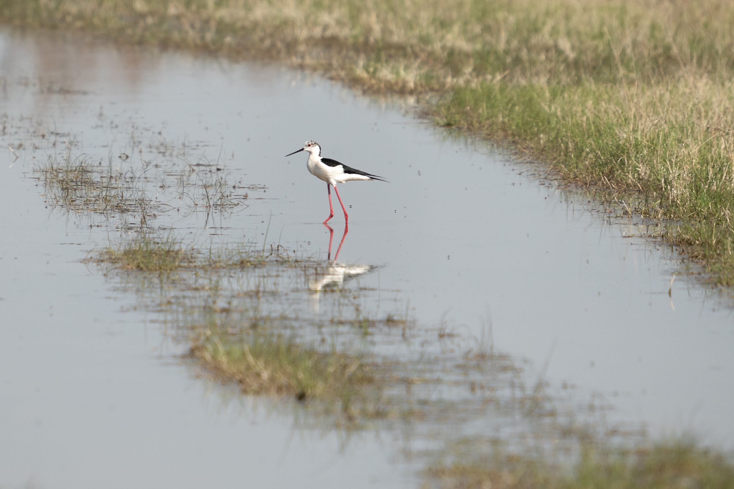 Видеосъемка природы