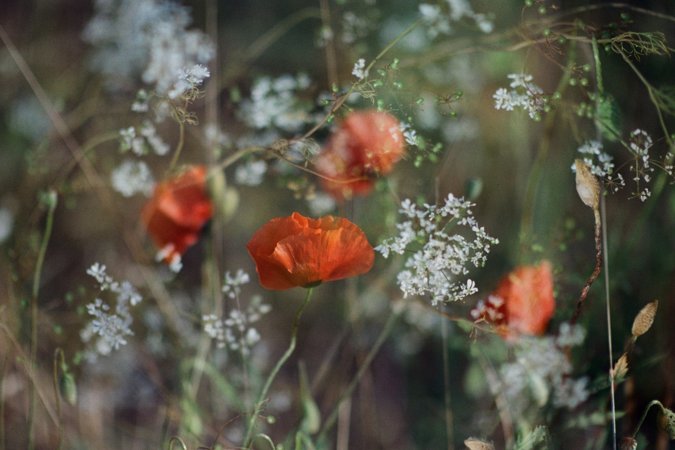 silver strings // ukraine, crimea V