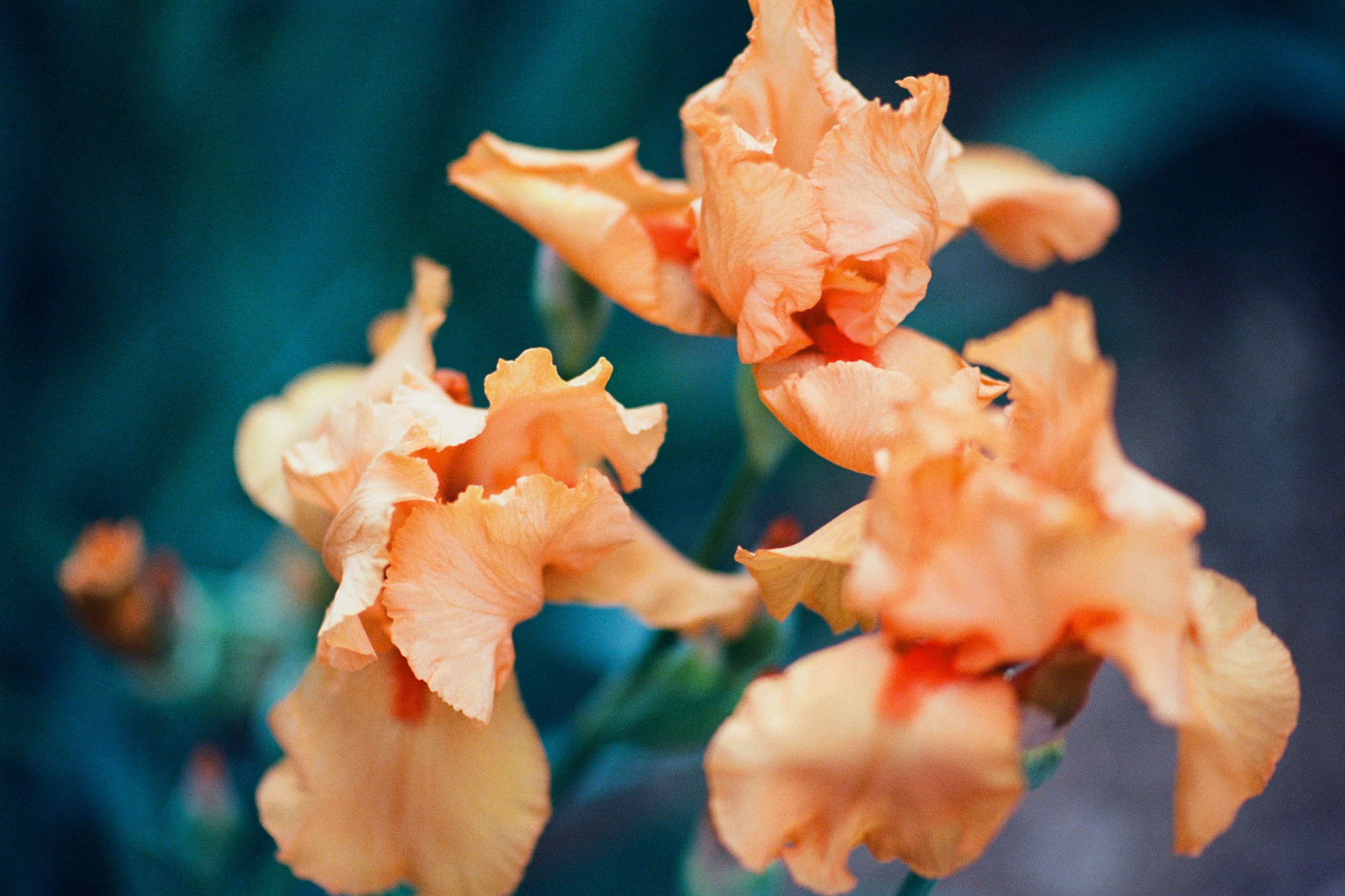 pain shopping // ukraine, crimea VI