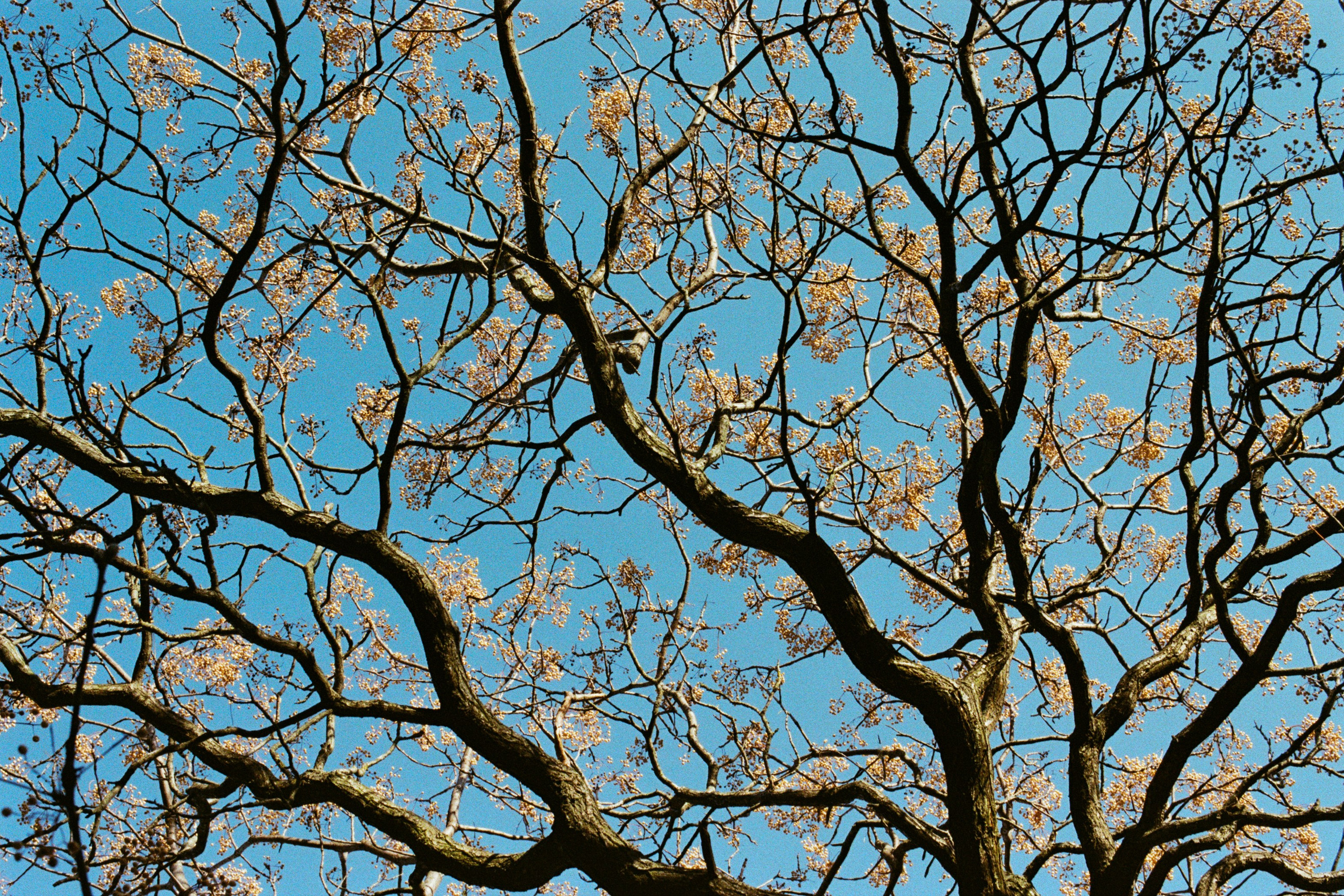 silver strings // ukraine, crimea IV