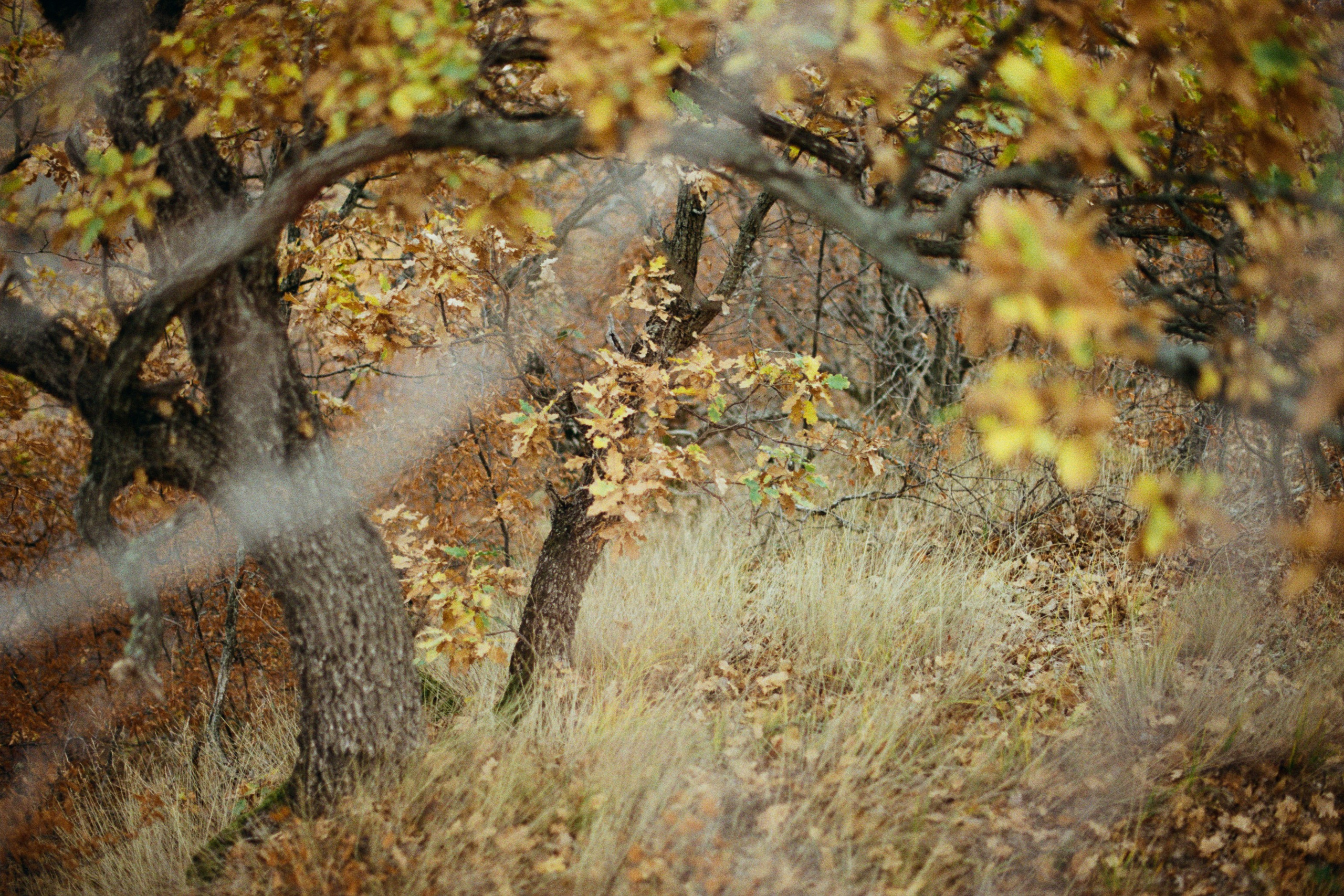 wherever you will go // ukraine, crimea V