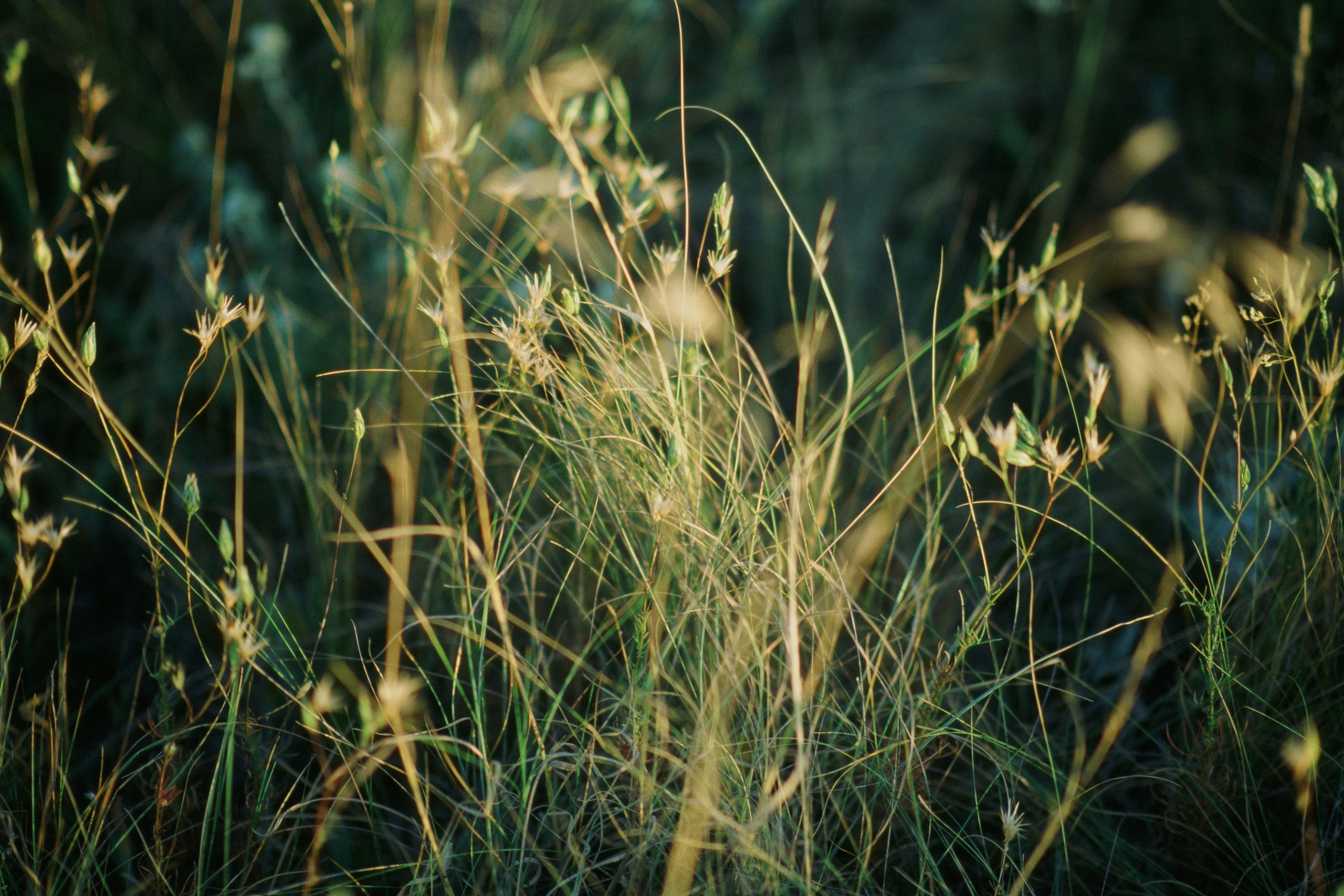 dig it // ukraine, crimea VII