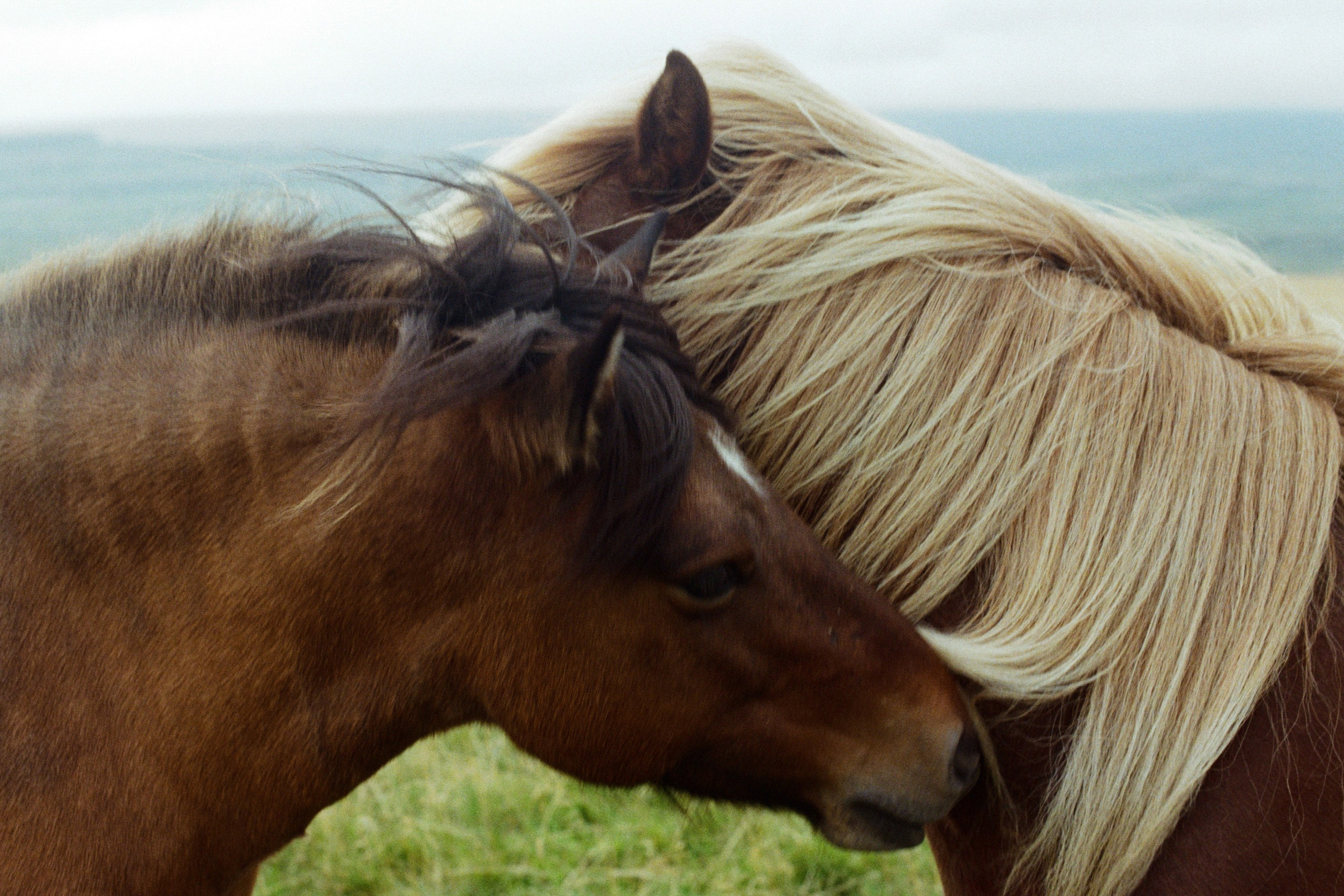 bloodline // iceland