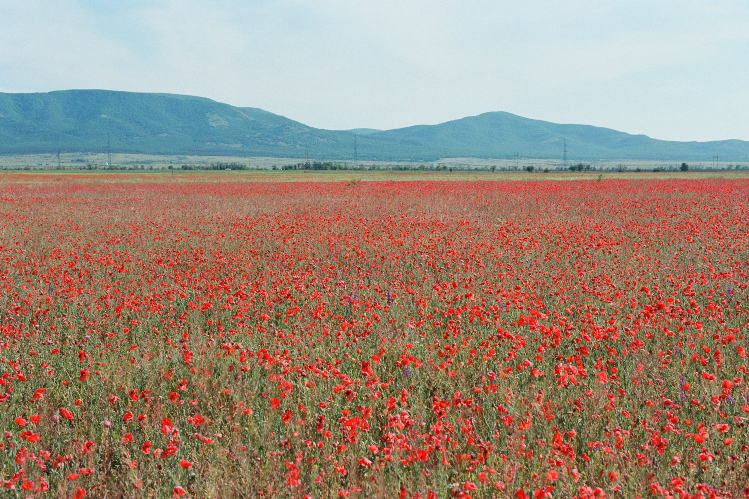 champagne supernova // ukraine, crimea II