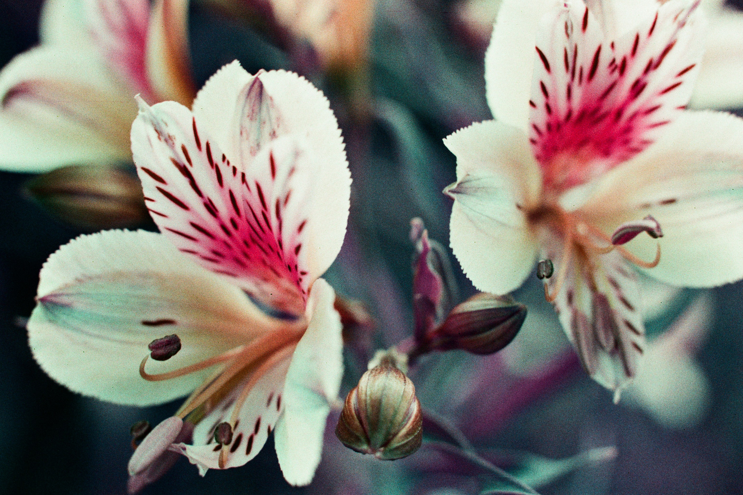 point of no reply // ukraine, crimea VIII