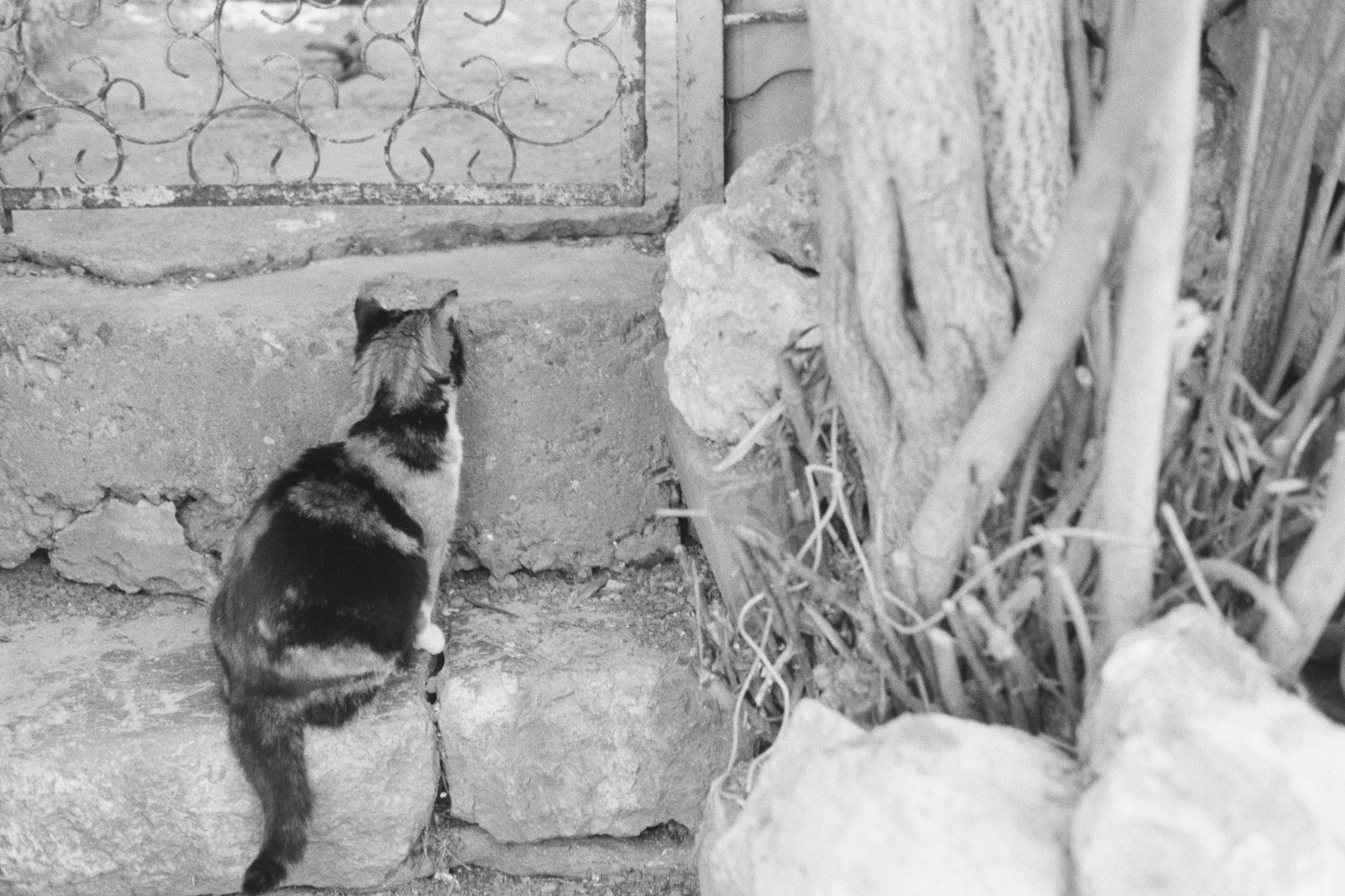 sparks // ukraine, crimea II