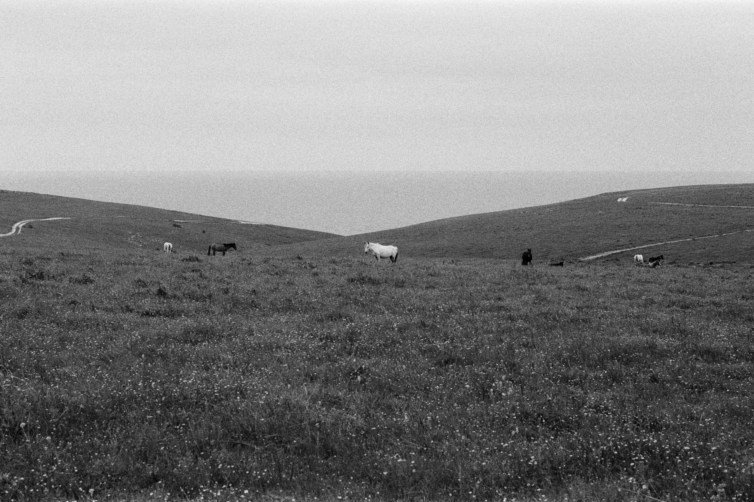 move me // ukraine, crimea