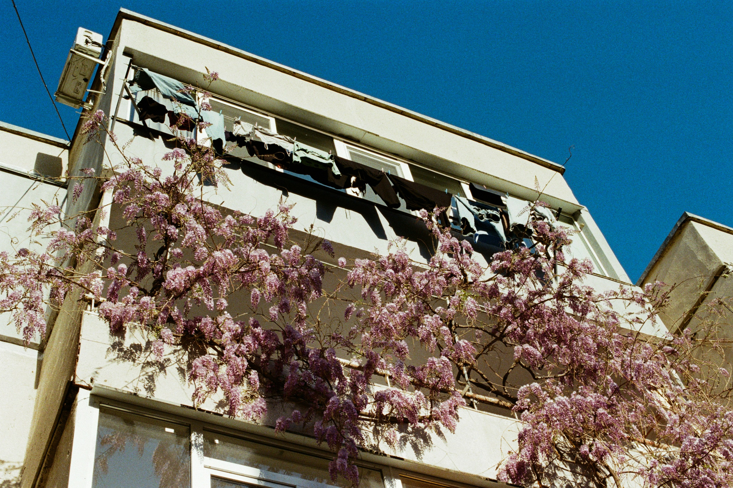 sakura blues // ukraine, crimea III