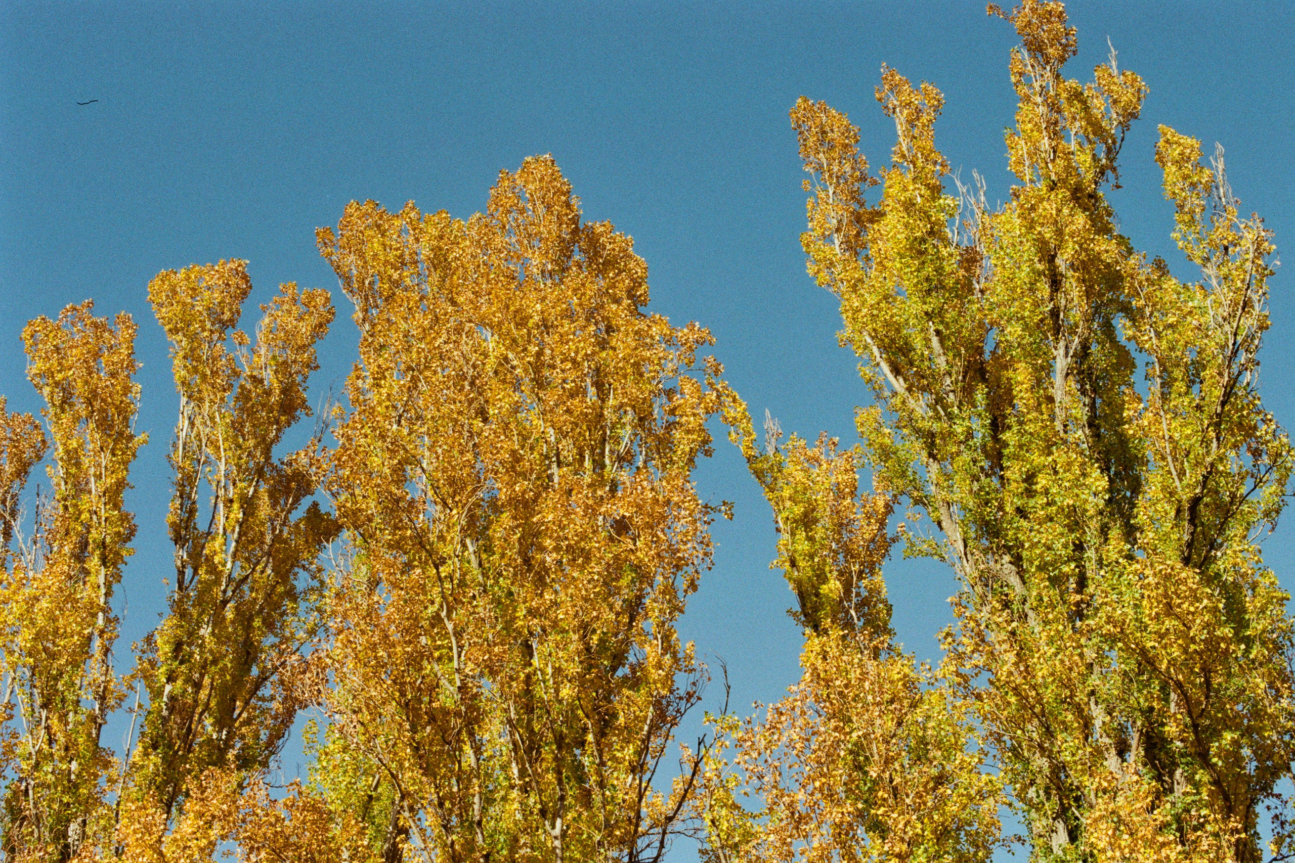 wherever you will go // ukraine, crimea IV