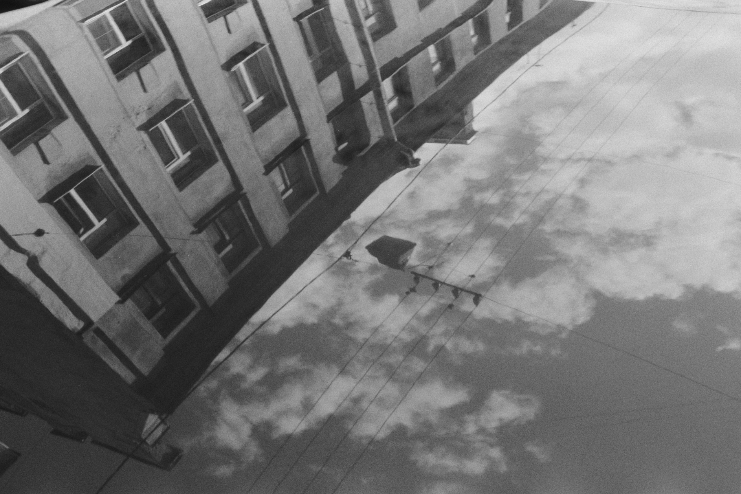 black dog petersburg // st.-petersburg