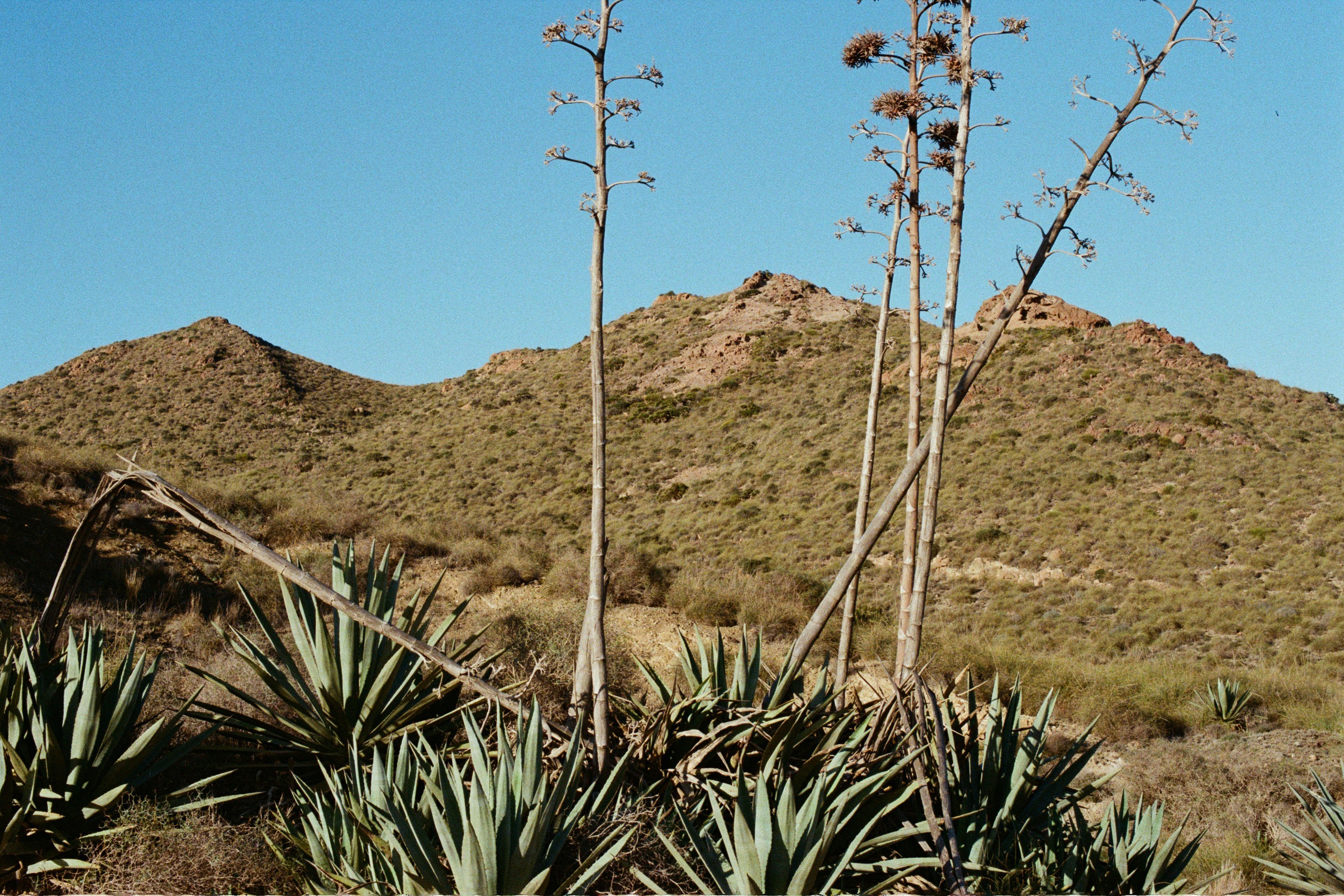 spanish sahara // spain, cabo de gata