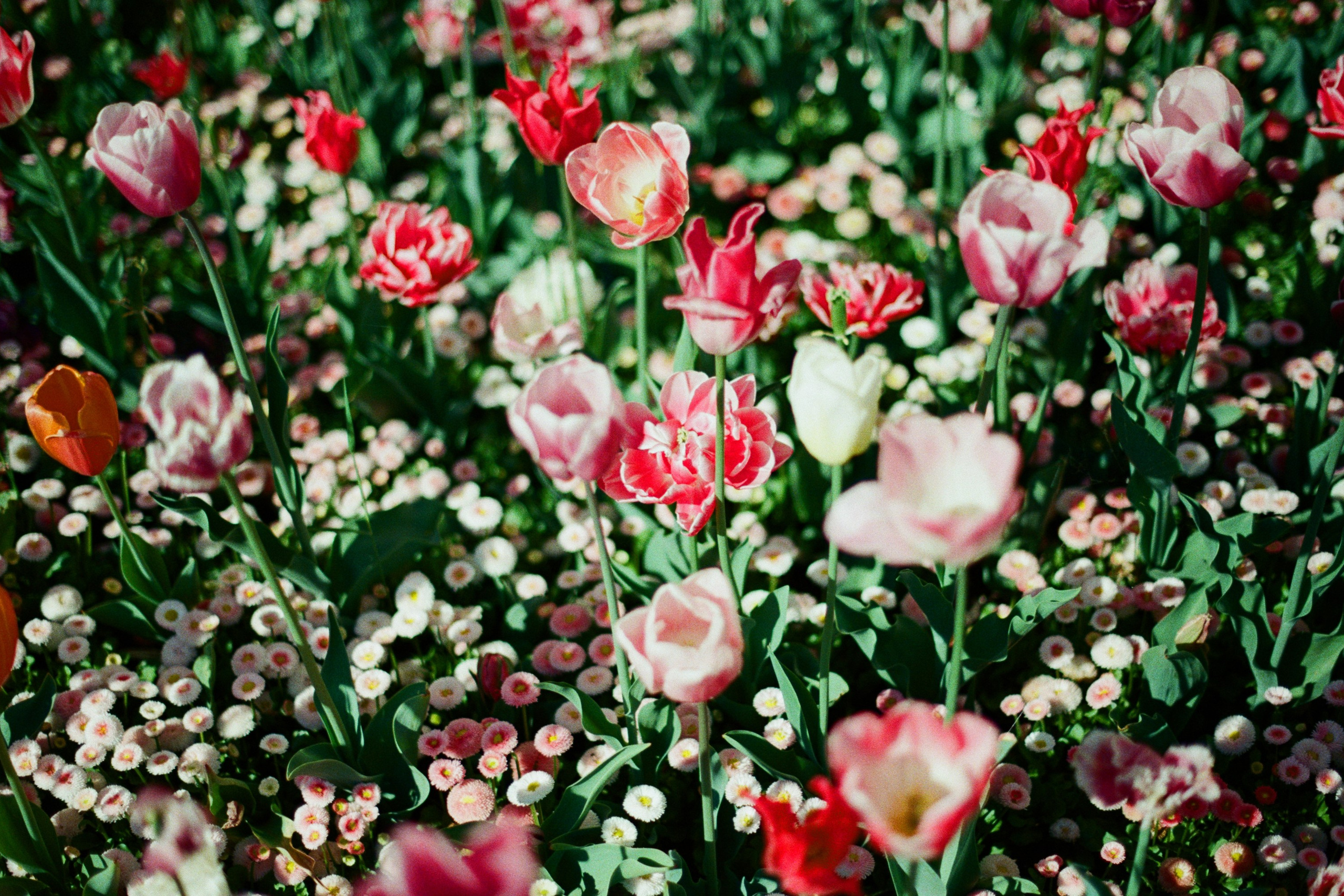 follow you // ukraine, crimea V