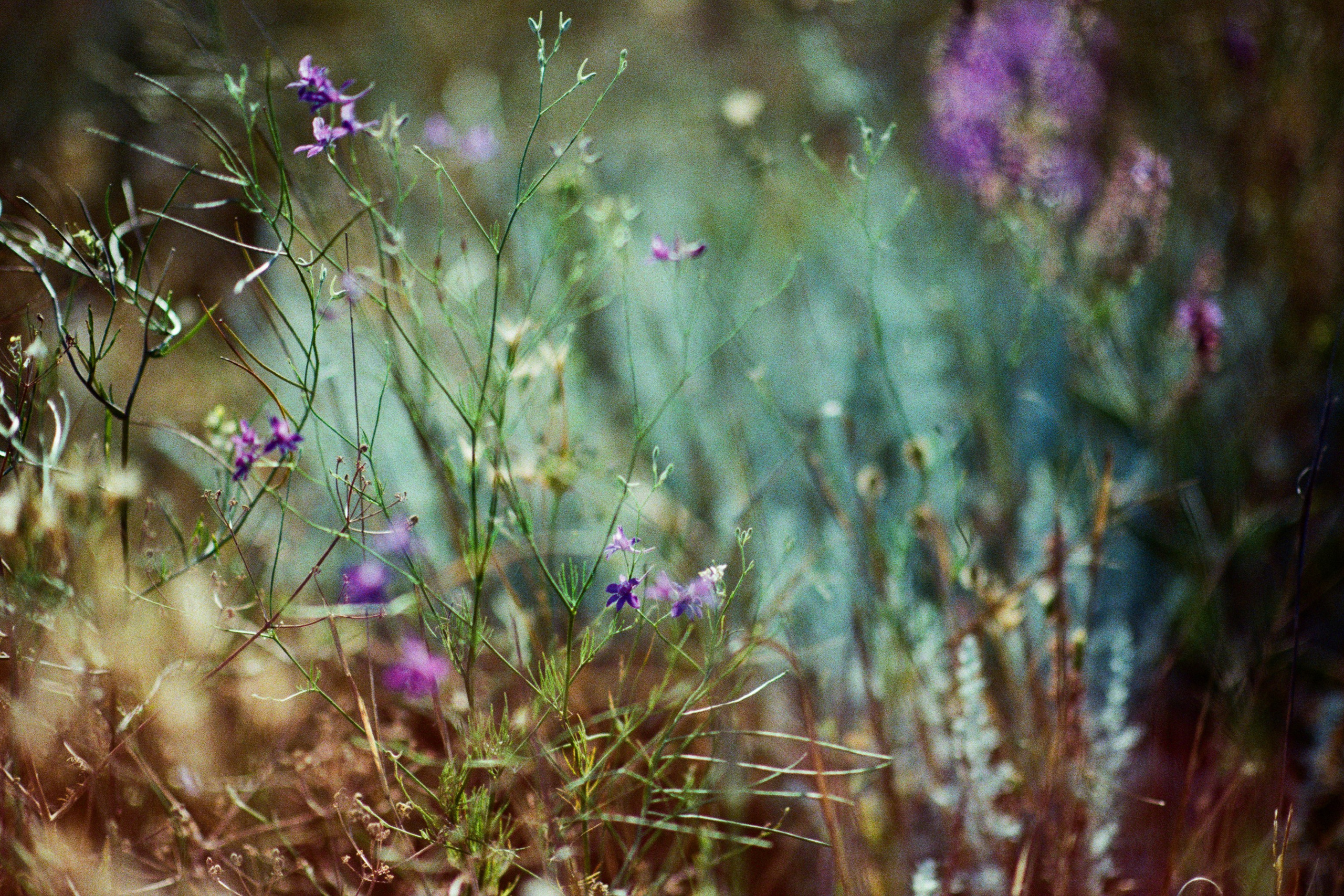 silver strings // ukraine, crimea VII