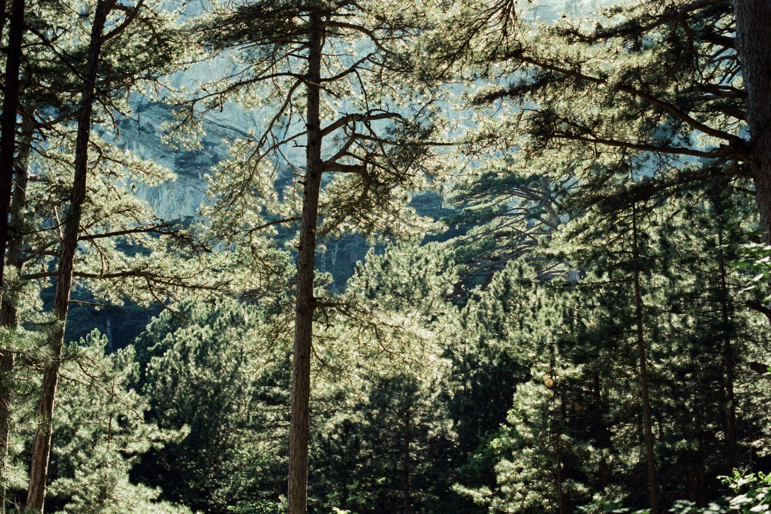 silver strings // ukraine, crimea VIII