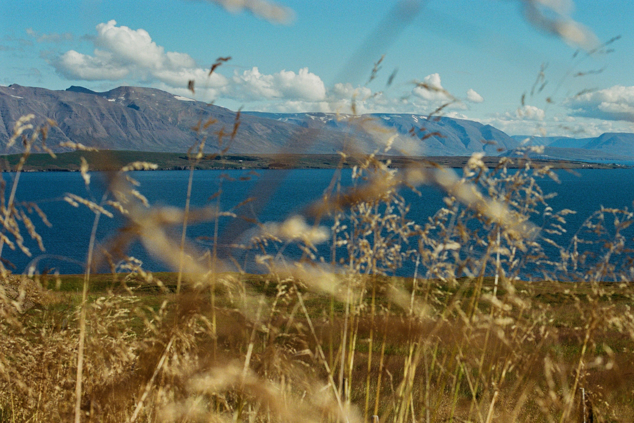 vor i vaglaskogi // iceland, 82